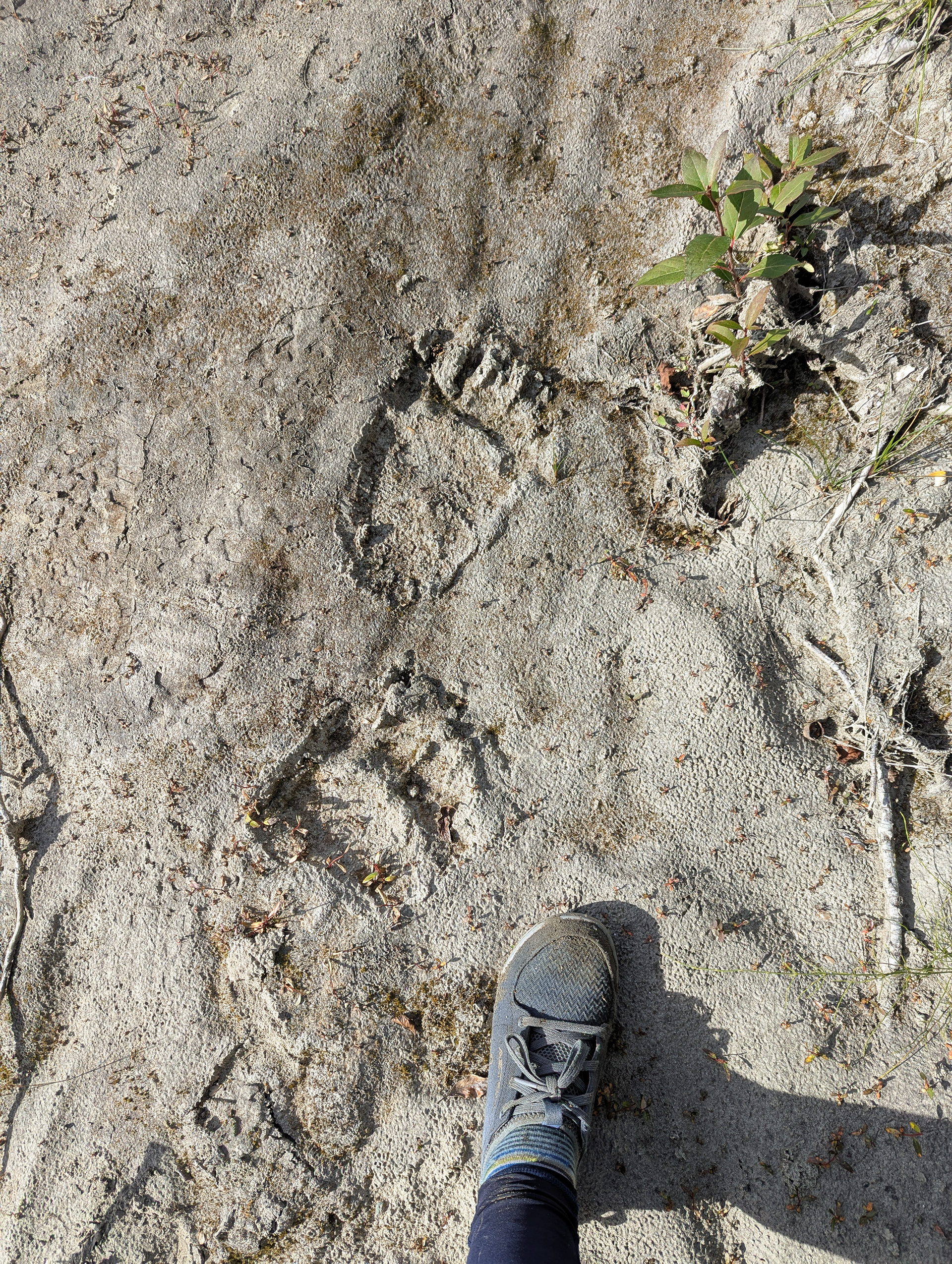 Grizzly bear tracks.