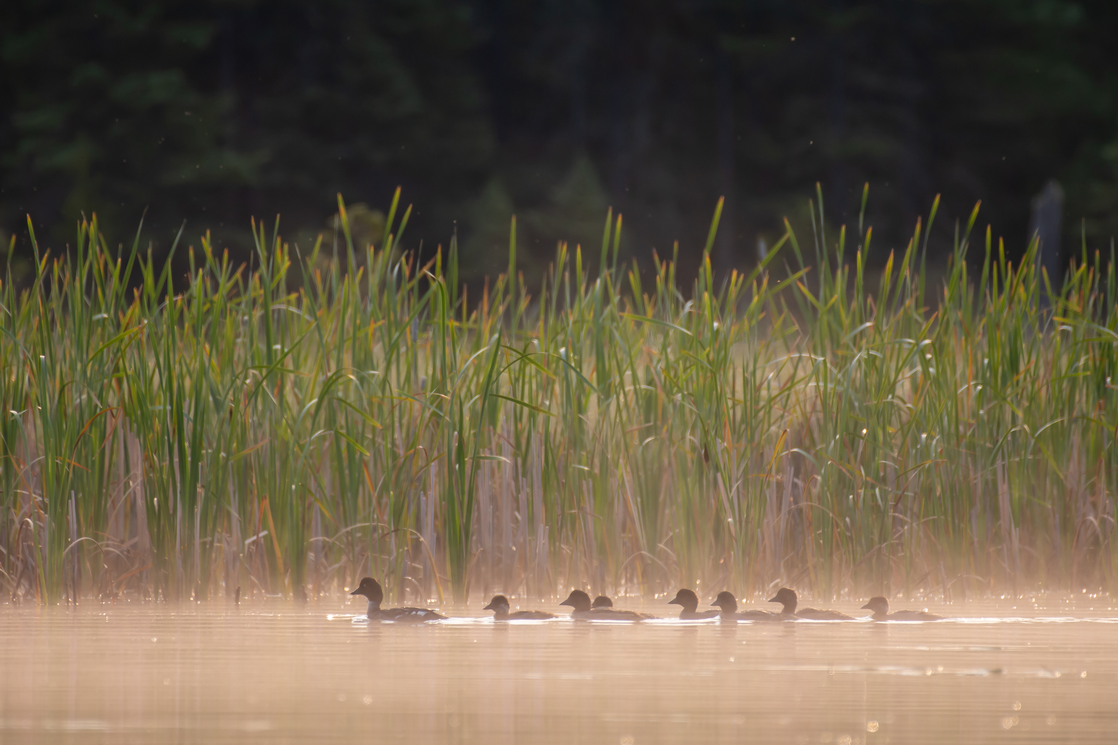 Common goldeneye.