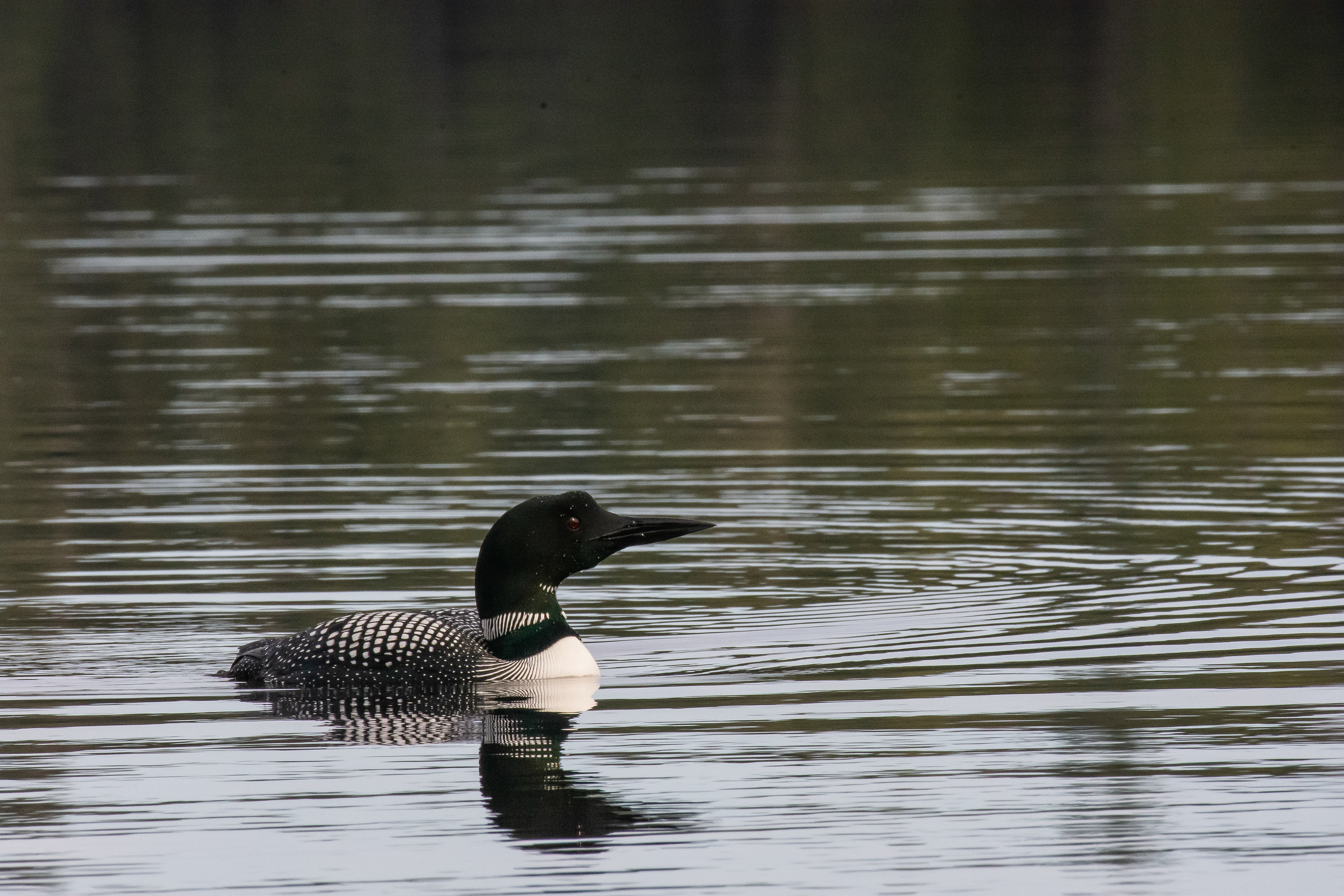 Common loon.