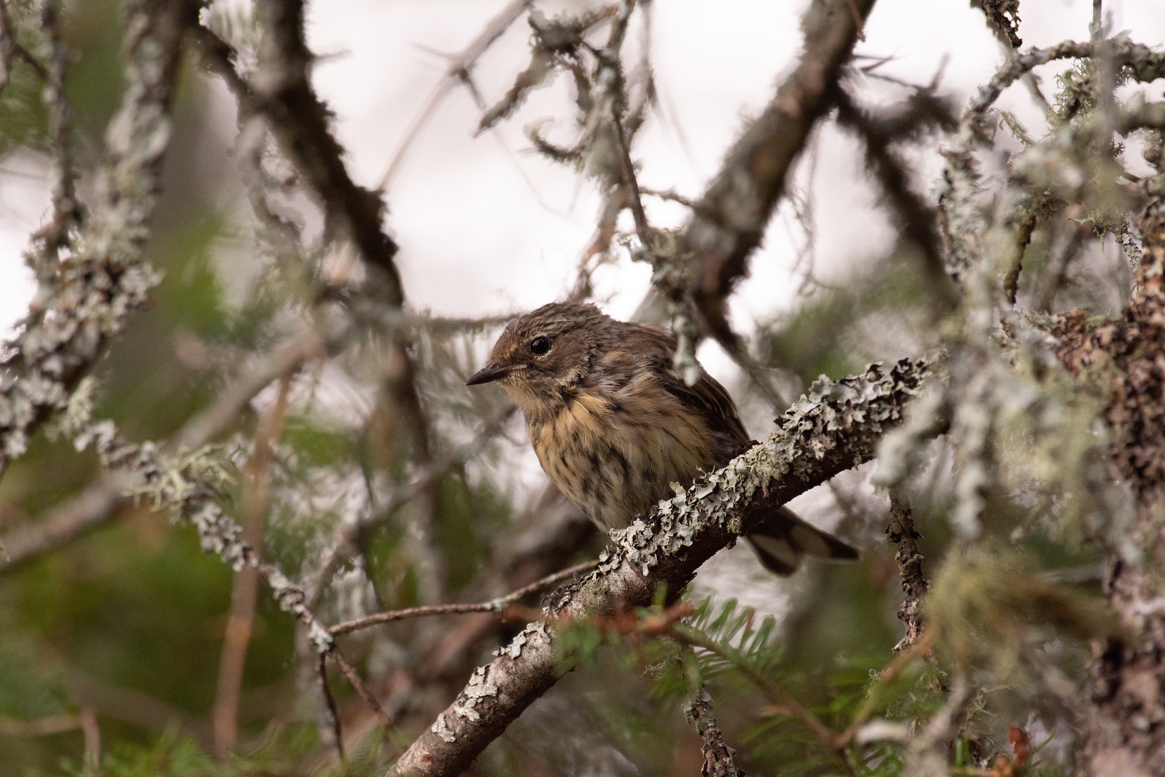 Yellow-rumped warbler (immature).