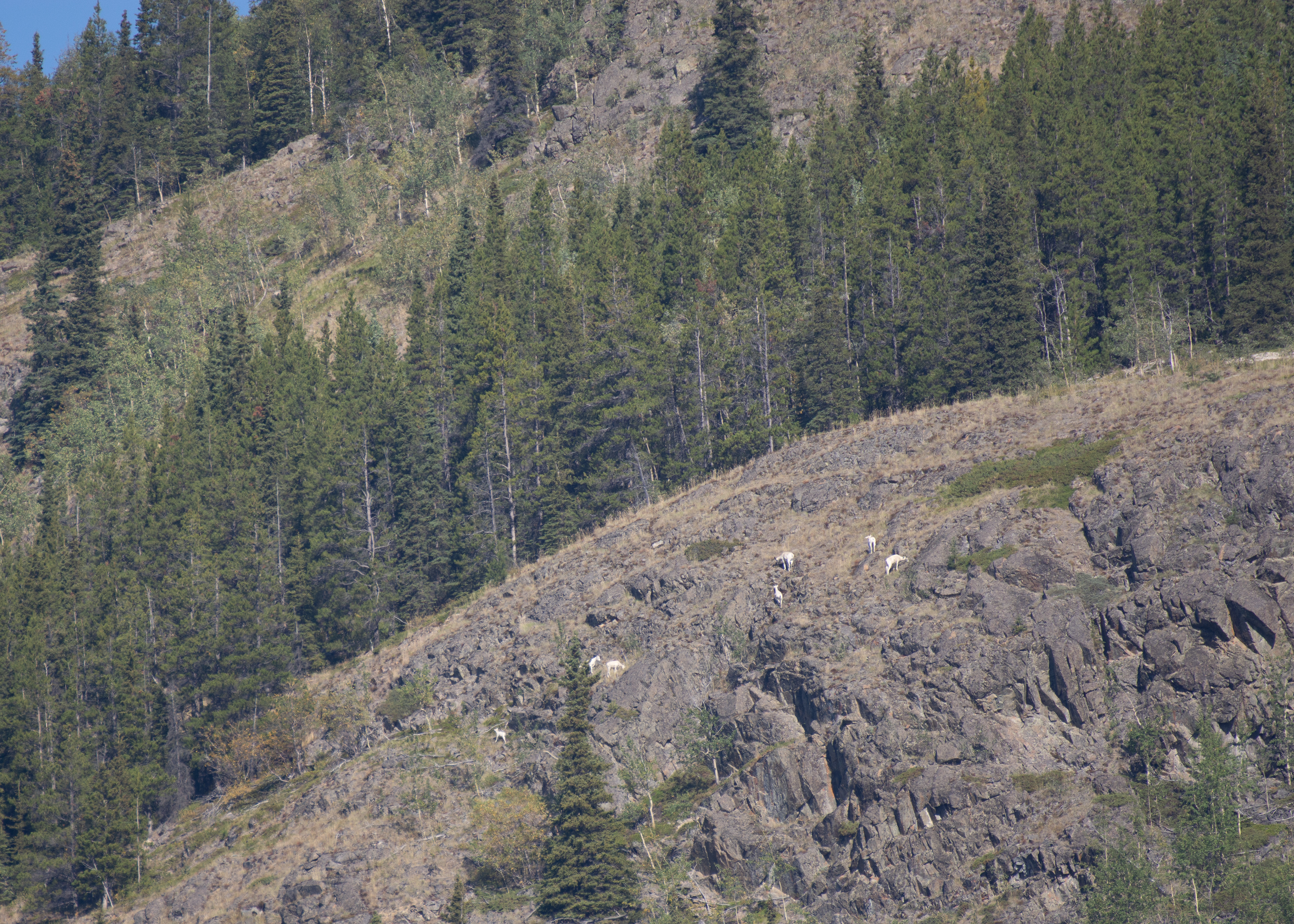 Dall sheep.