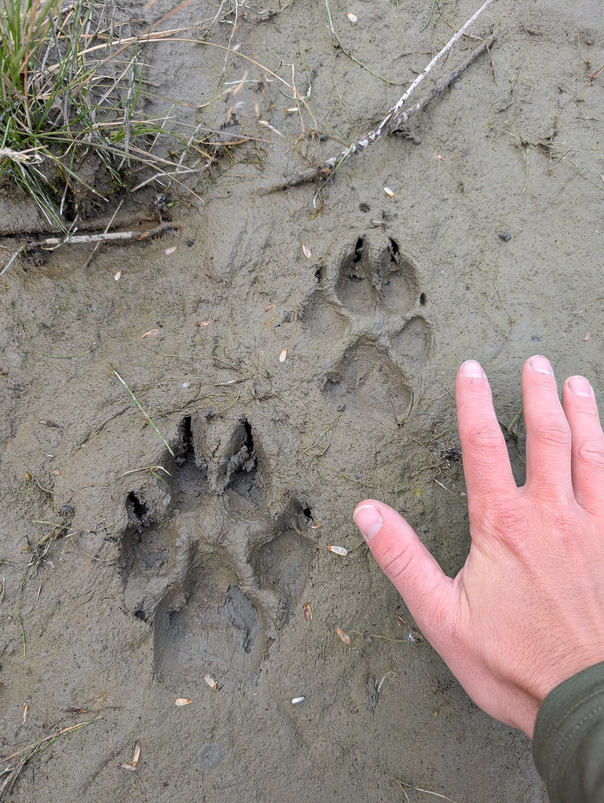 Grey wolf tracks.