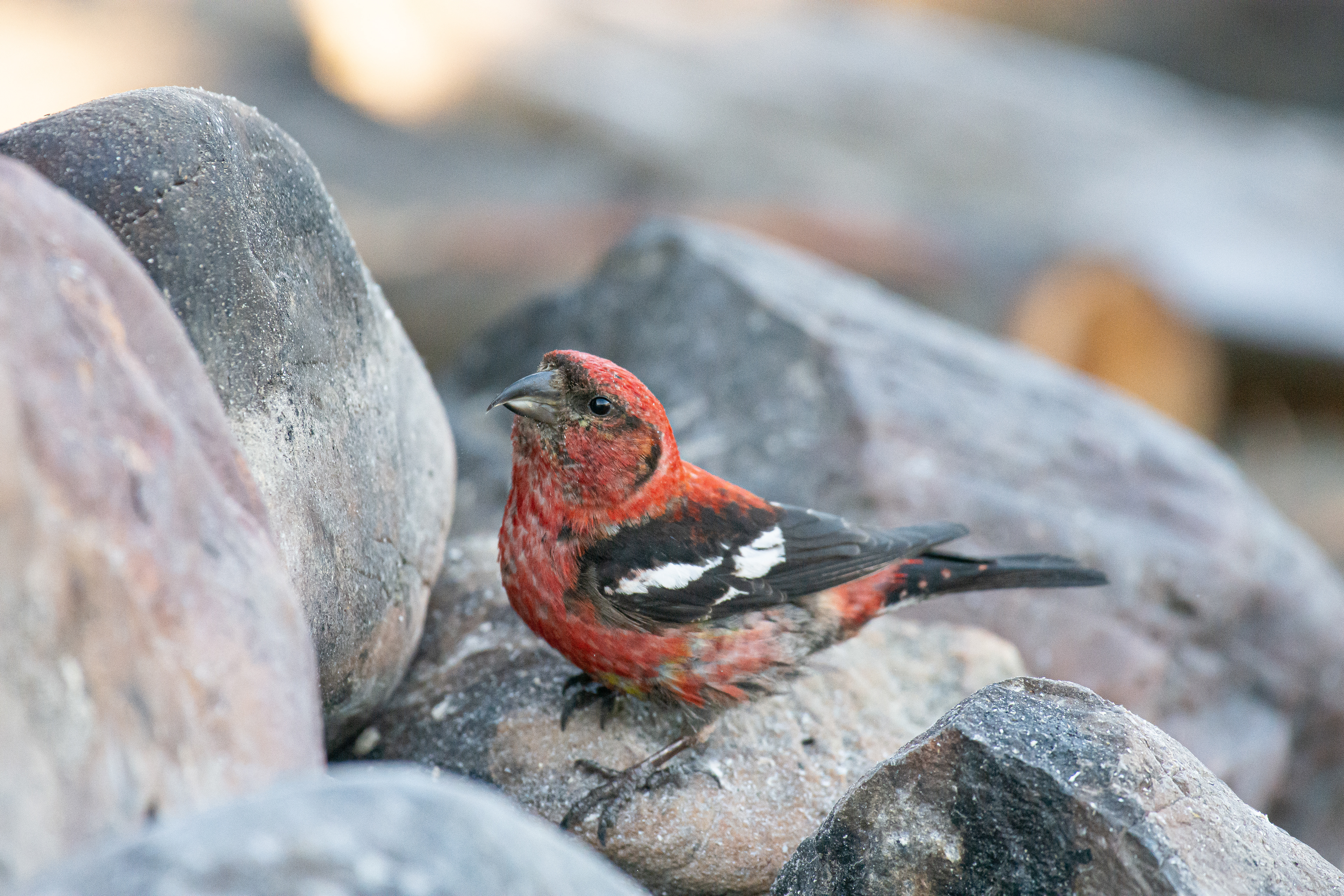 White-winged crossbill (male).