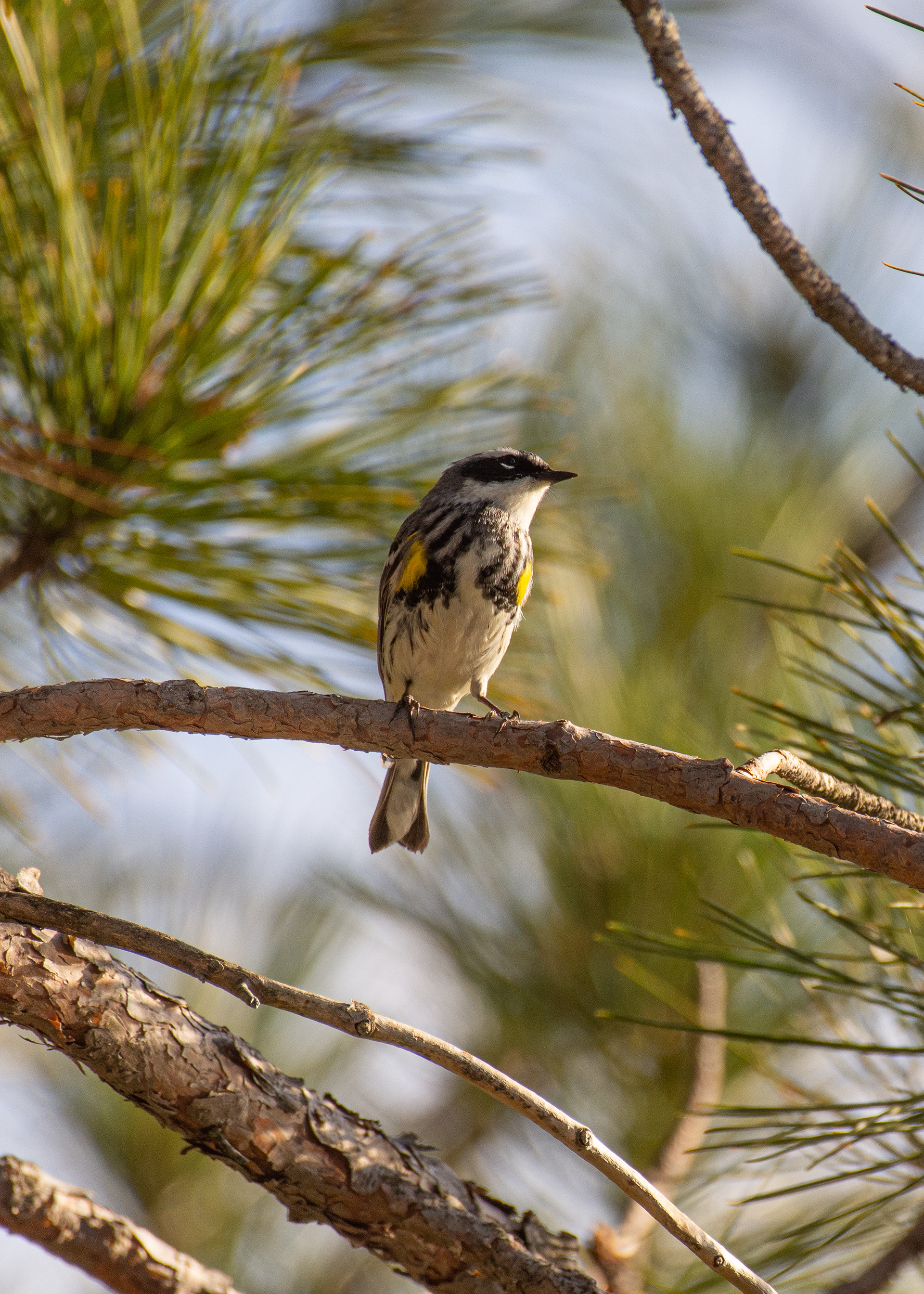 Yellow-rumped warbler.