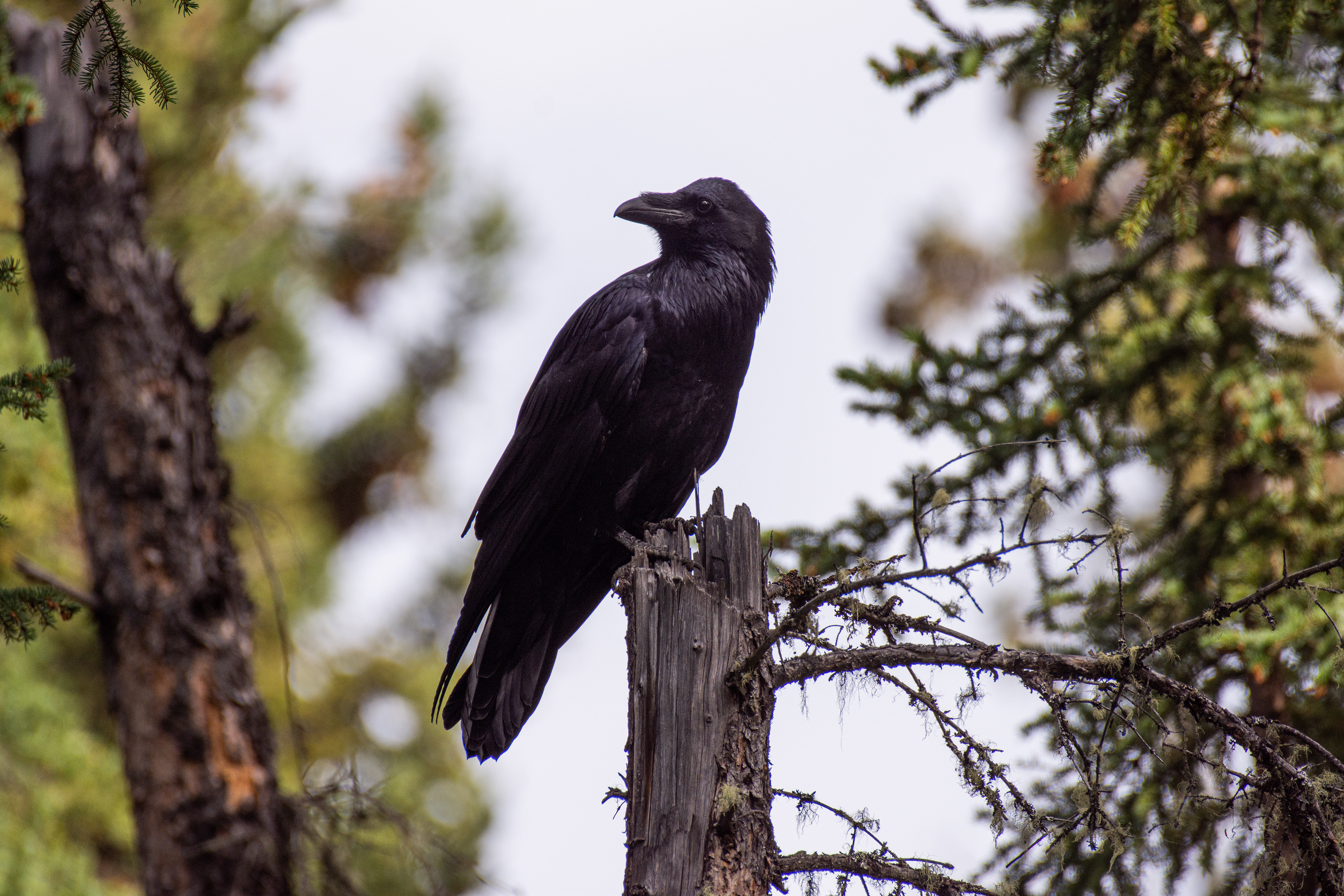 Common raven.