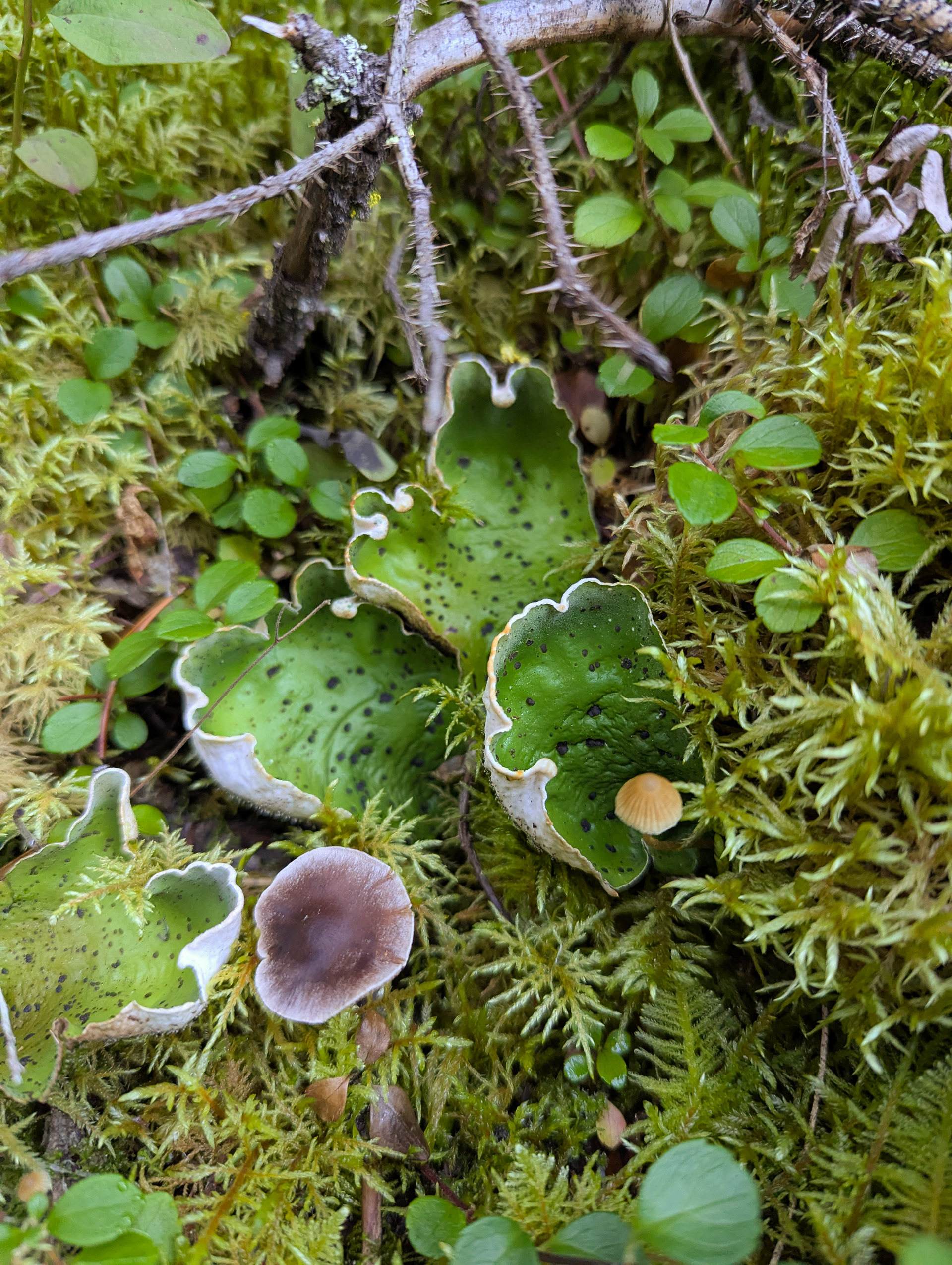 Freckled pelt lichen.