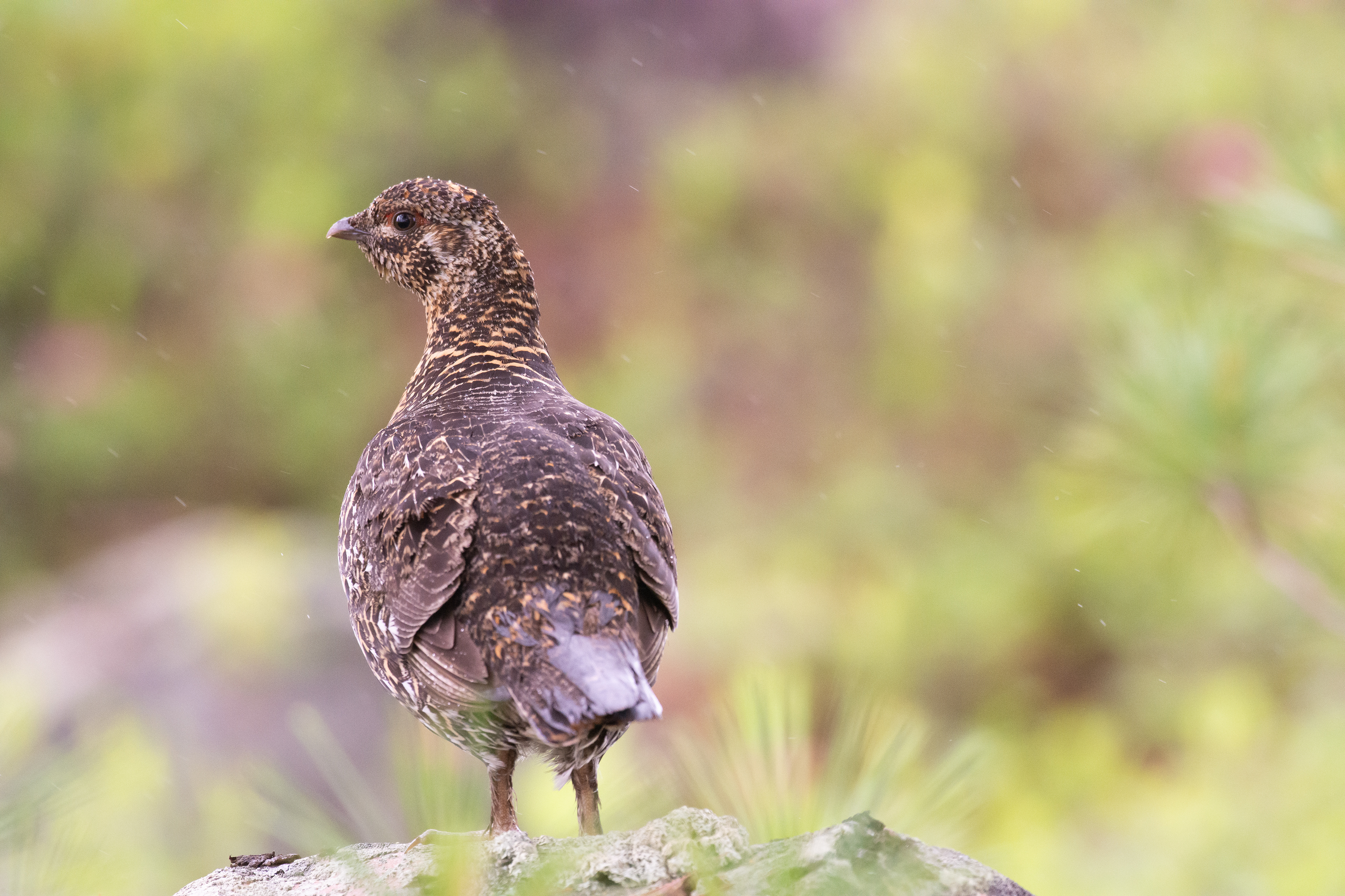 Spruce grouse (female).