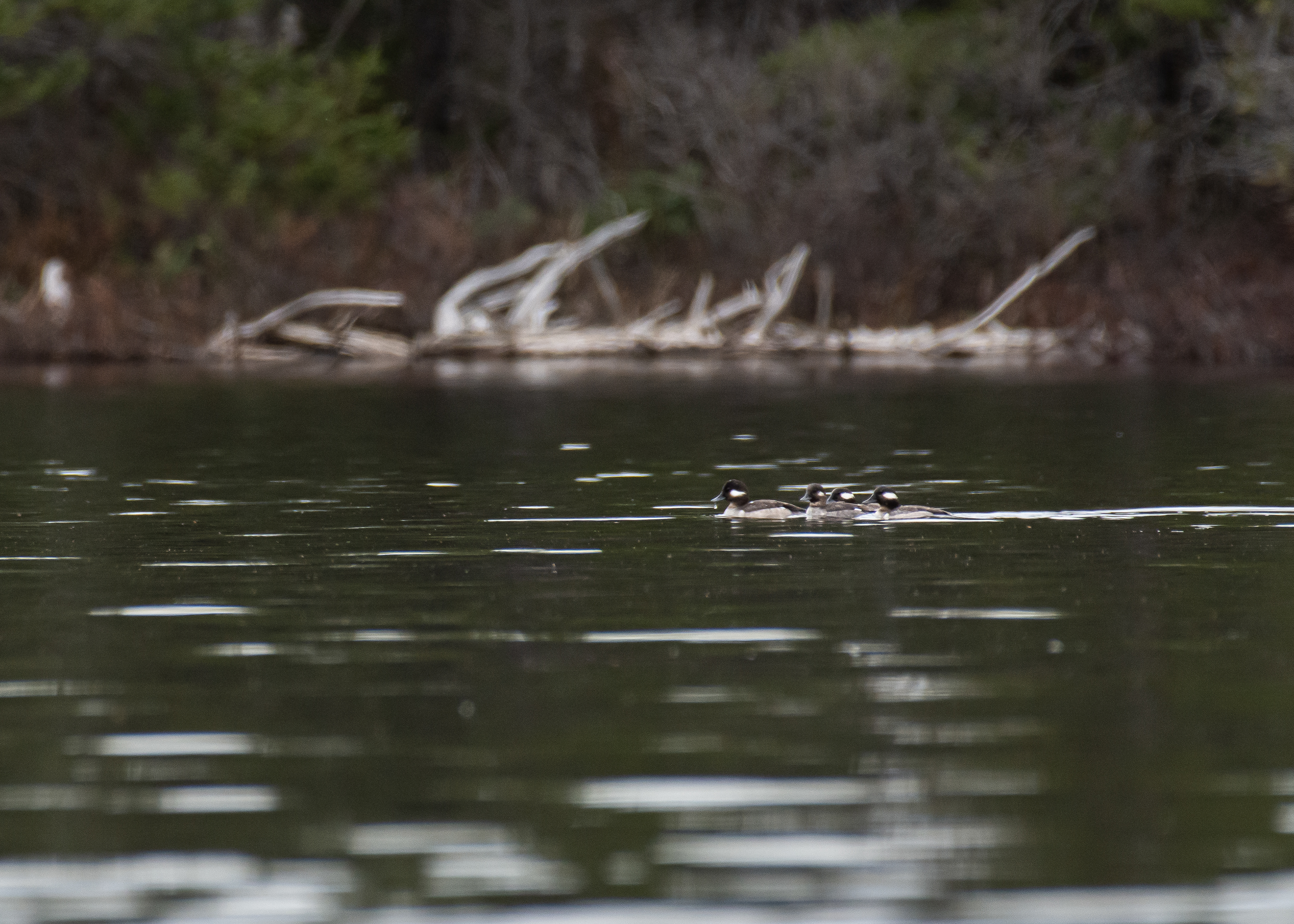 Buffleheads (female).