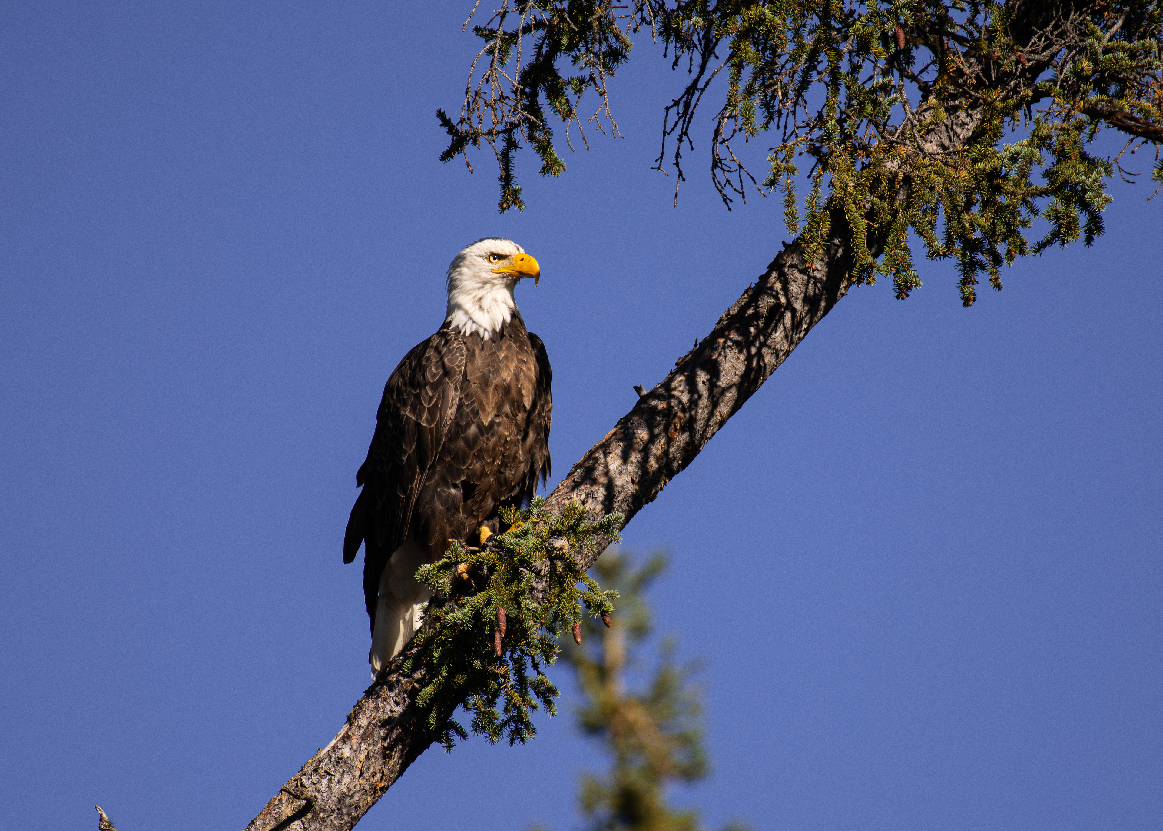 Bald eagle.