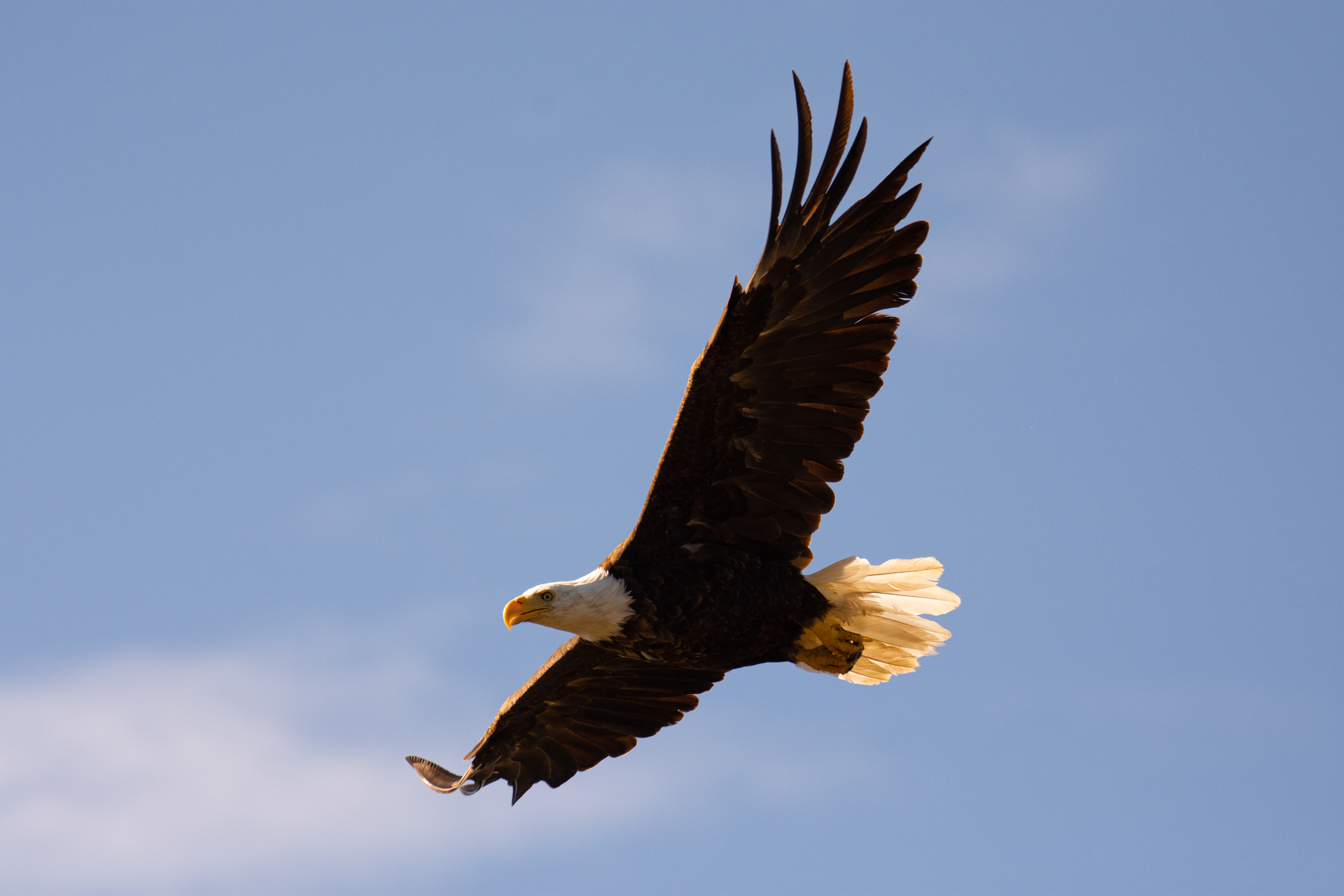 Bald eagle.