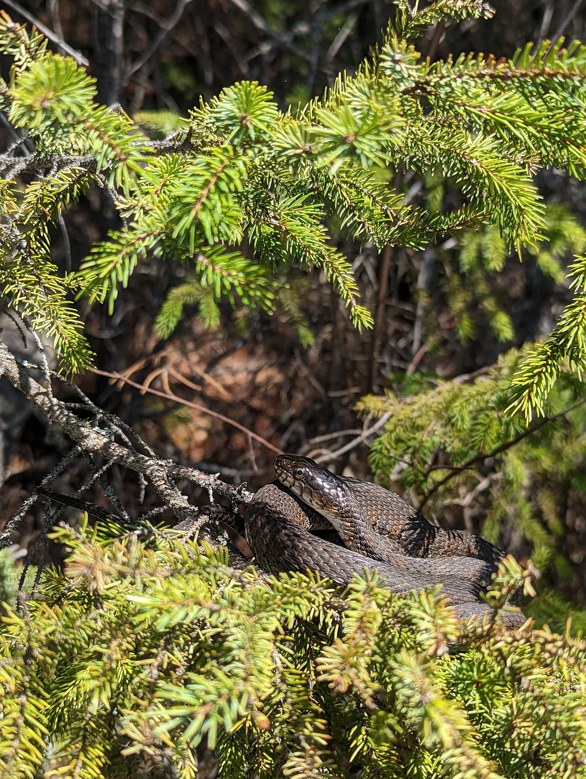 Northern watersnake.