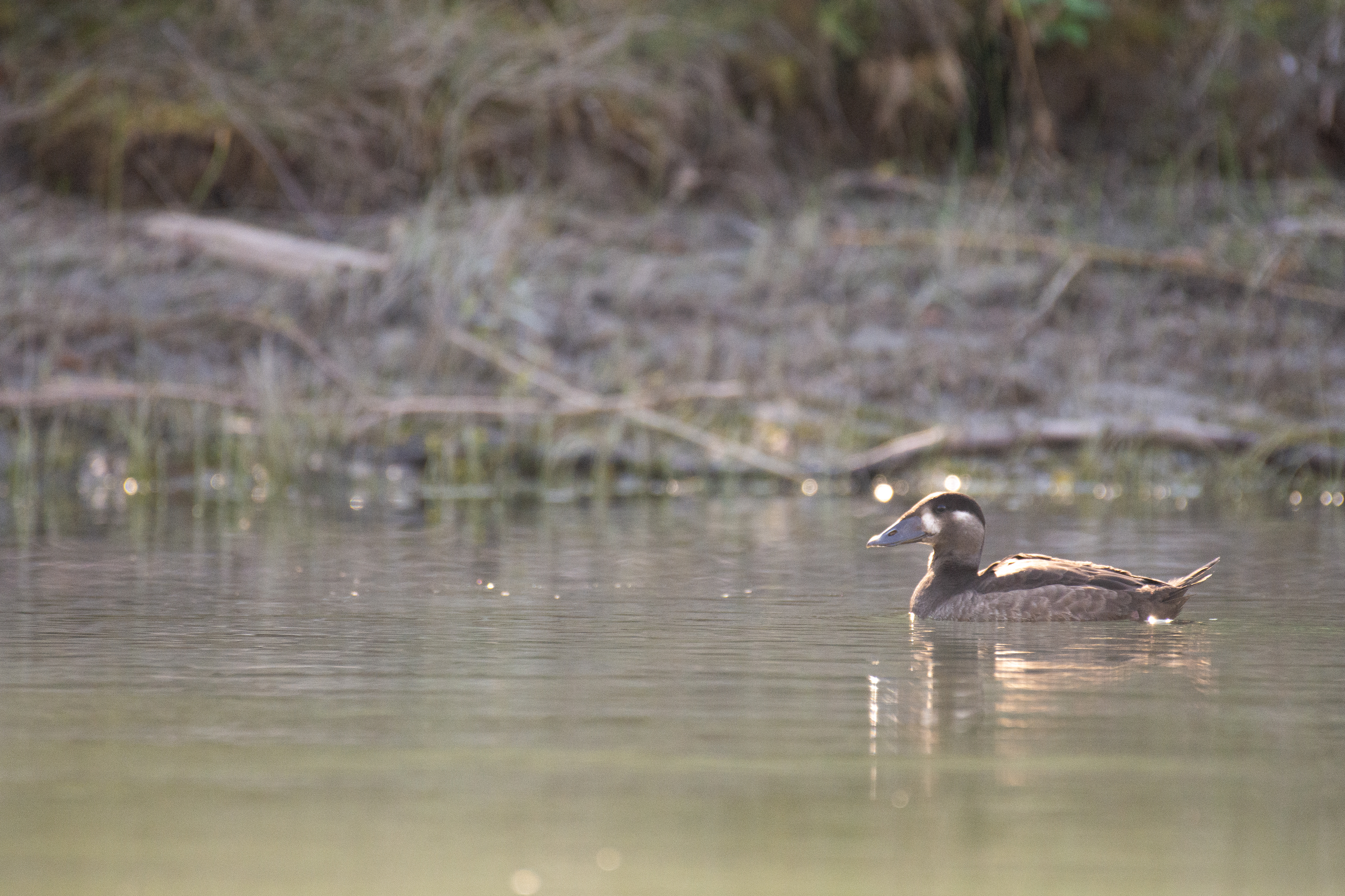 Surf scoter.