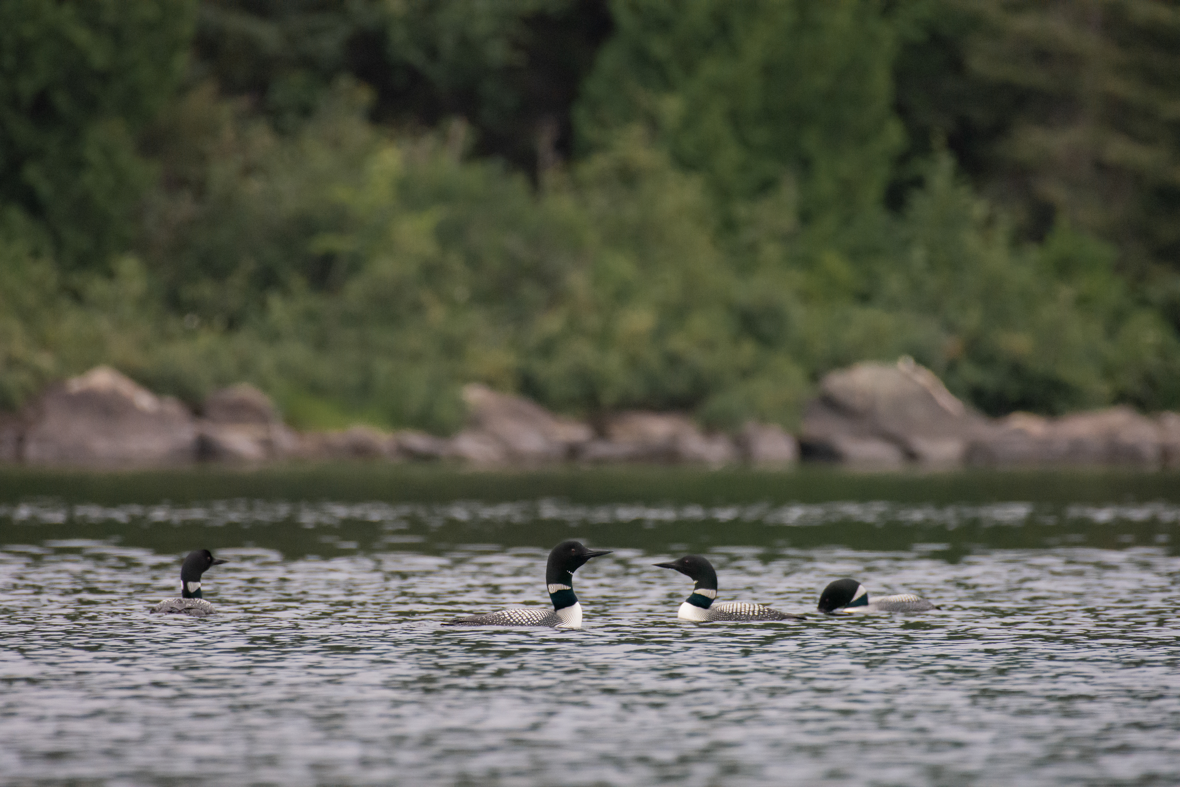 Common loon.