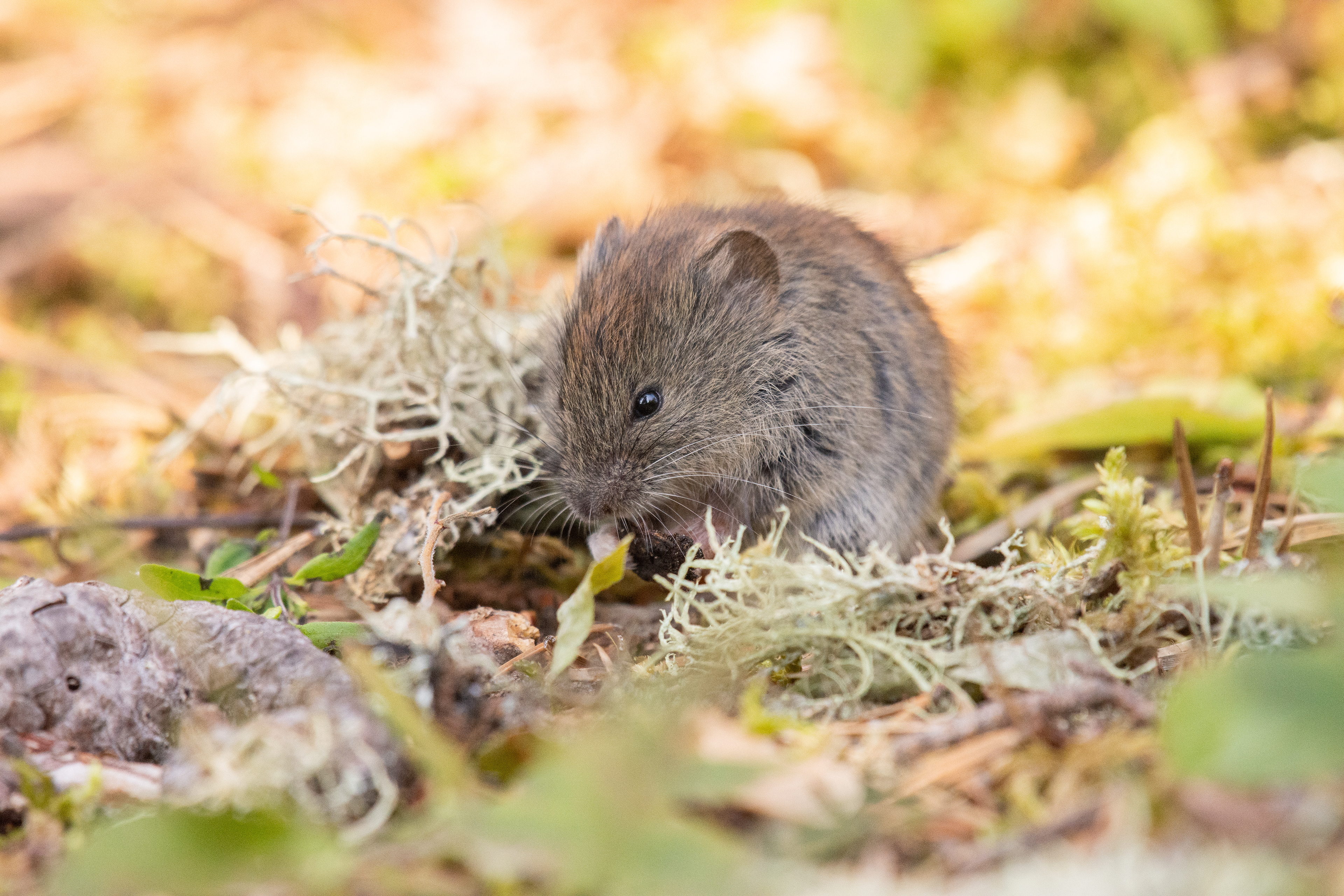 Vole.