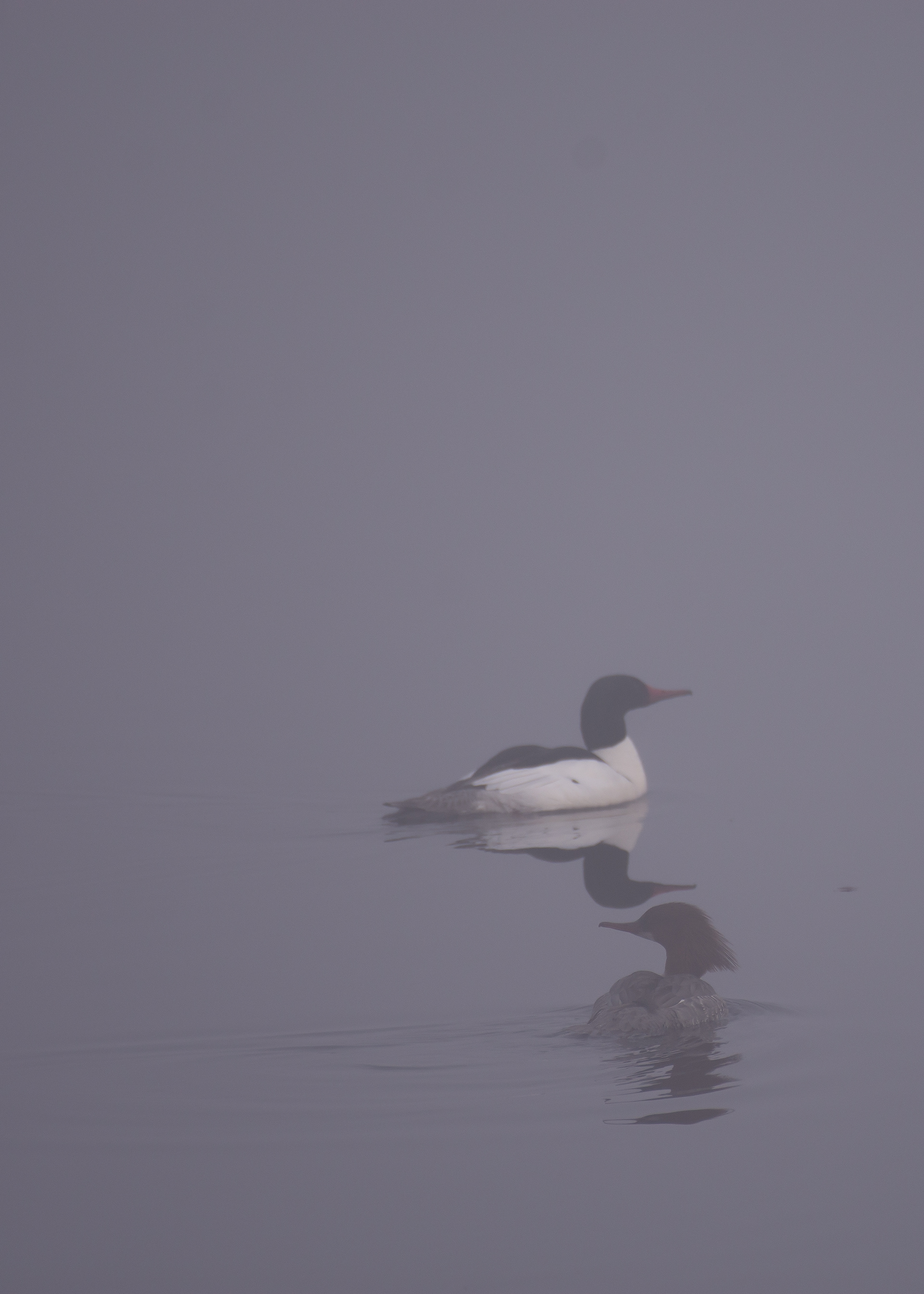 Common merganser.