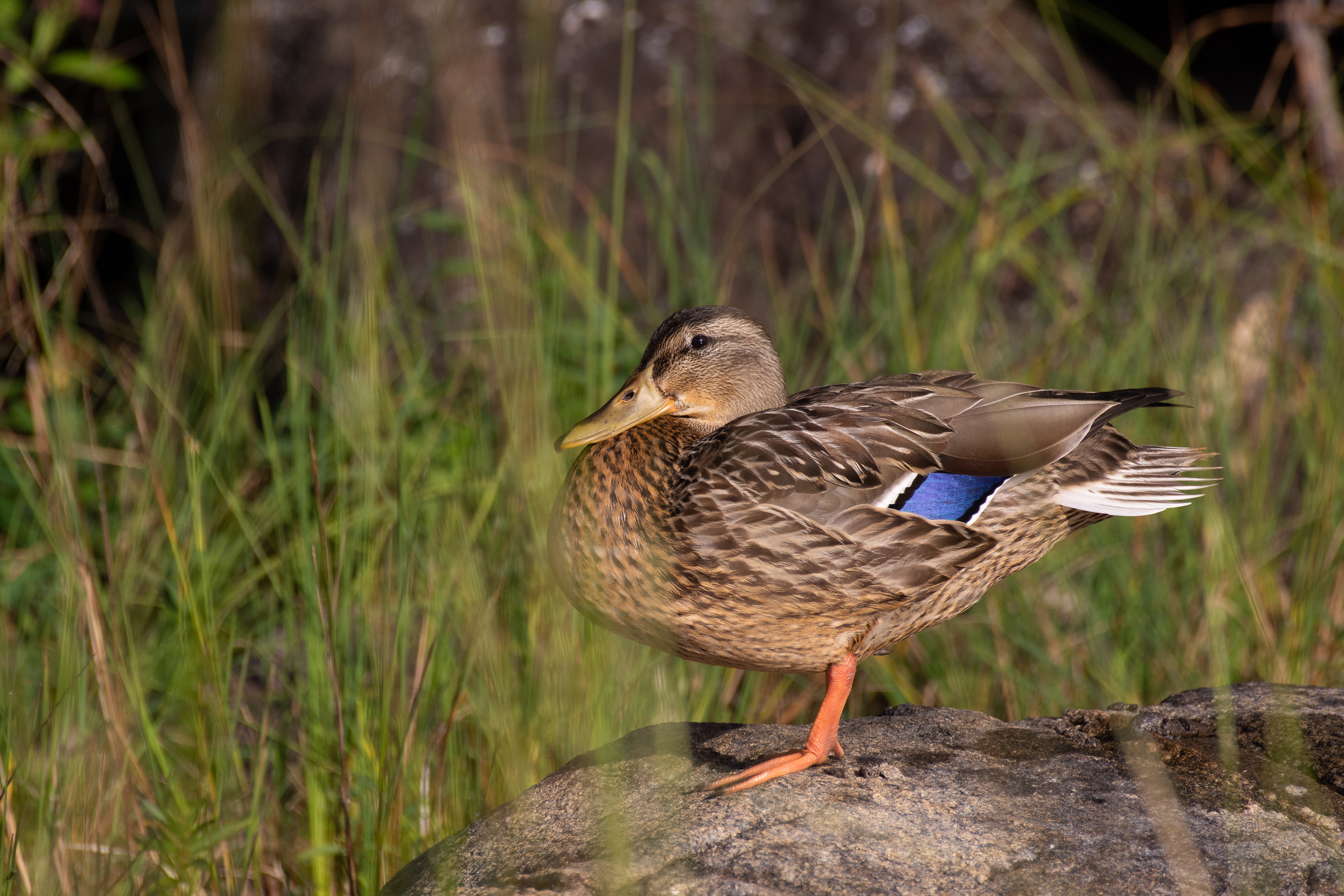 Mallard duck (female).
