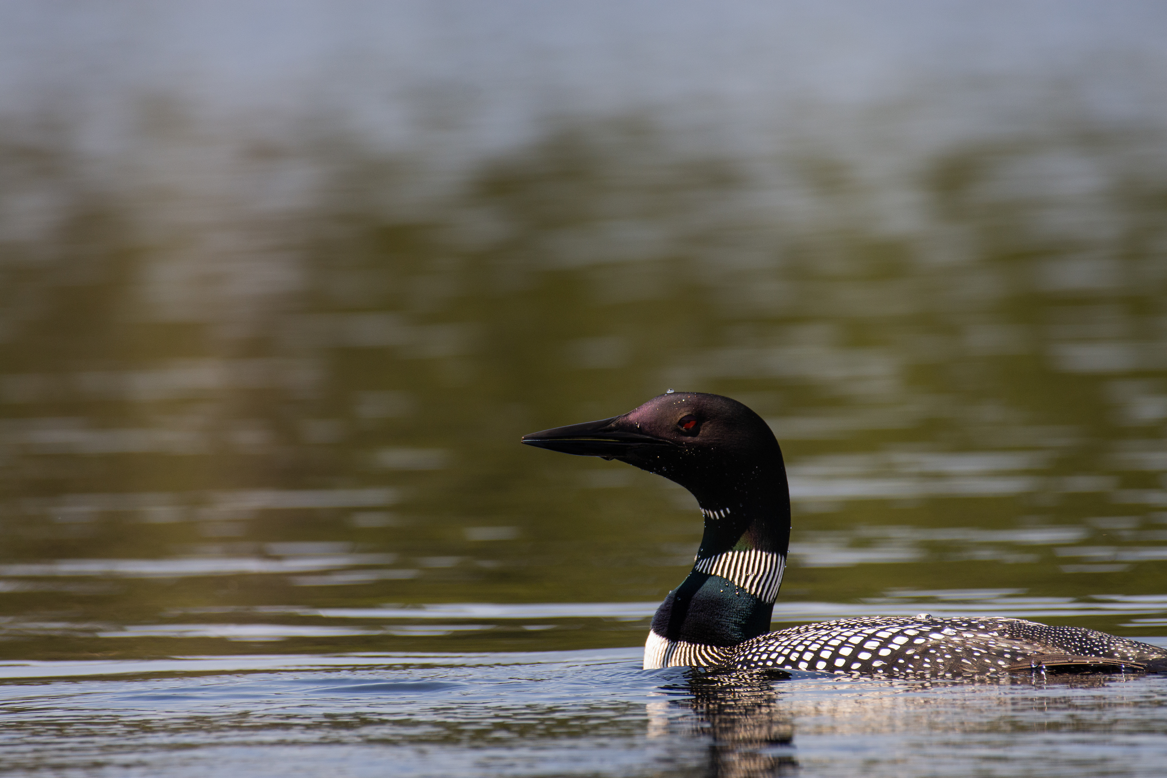 Loon.