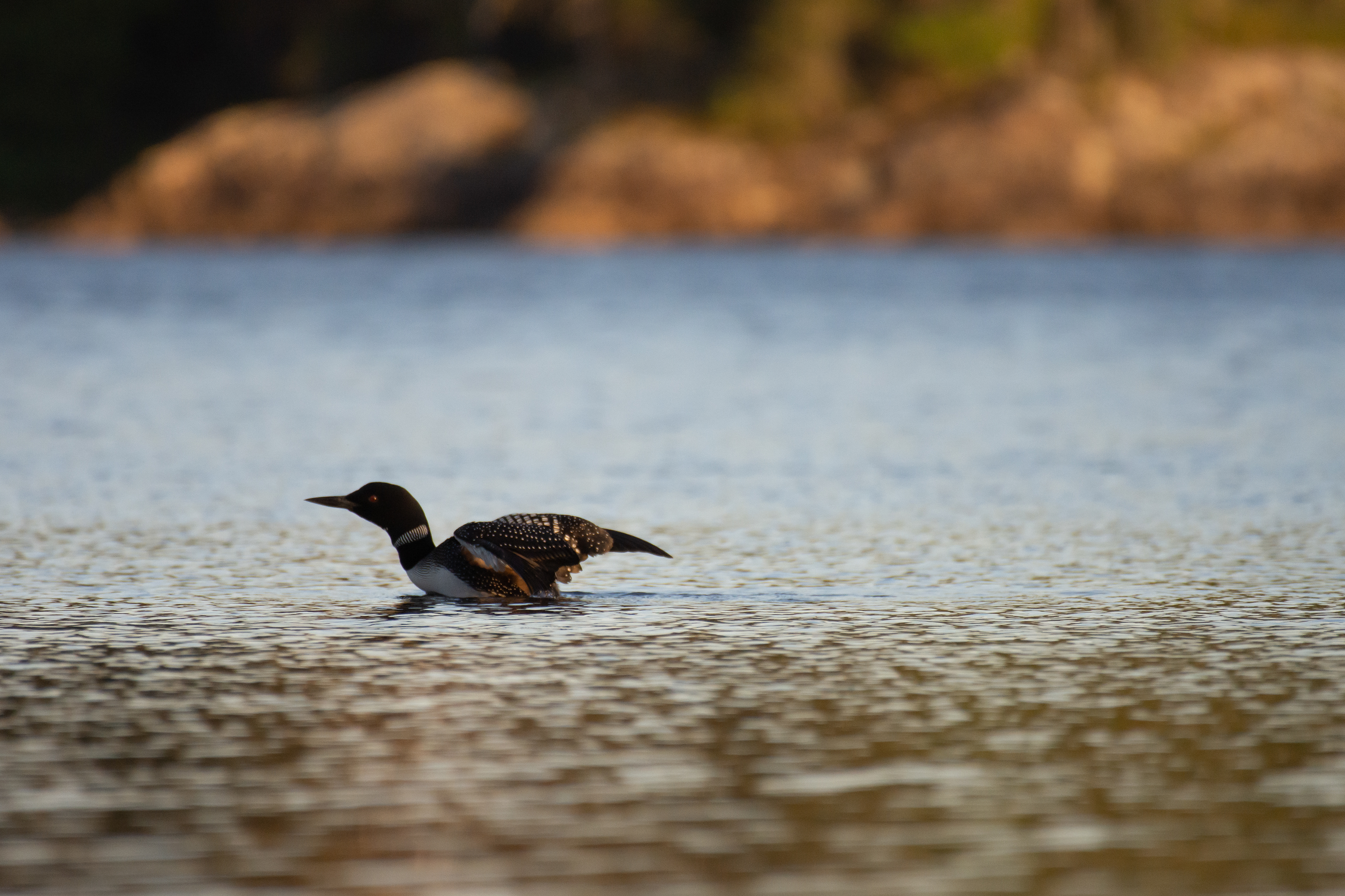 Common loon.