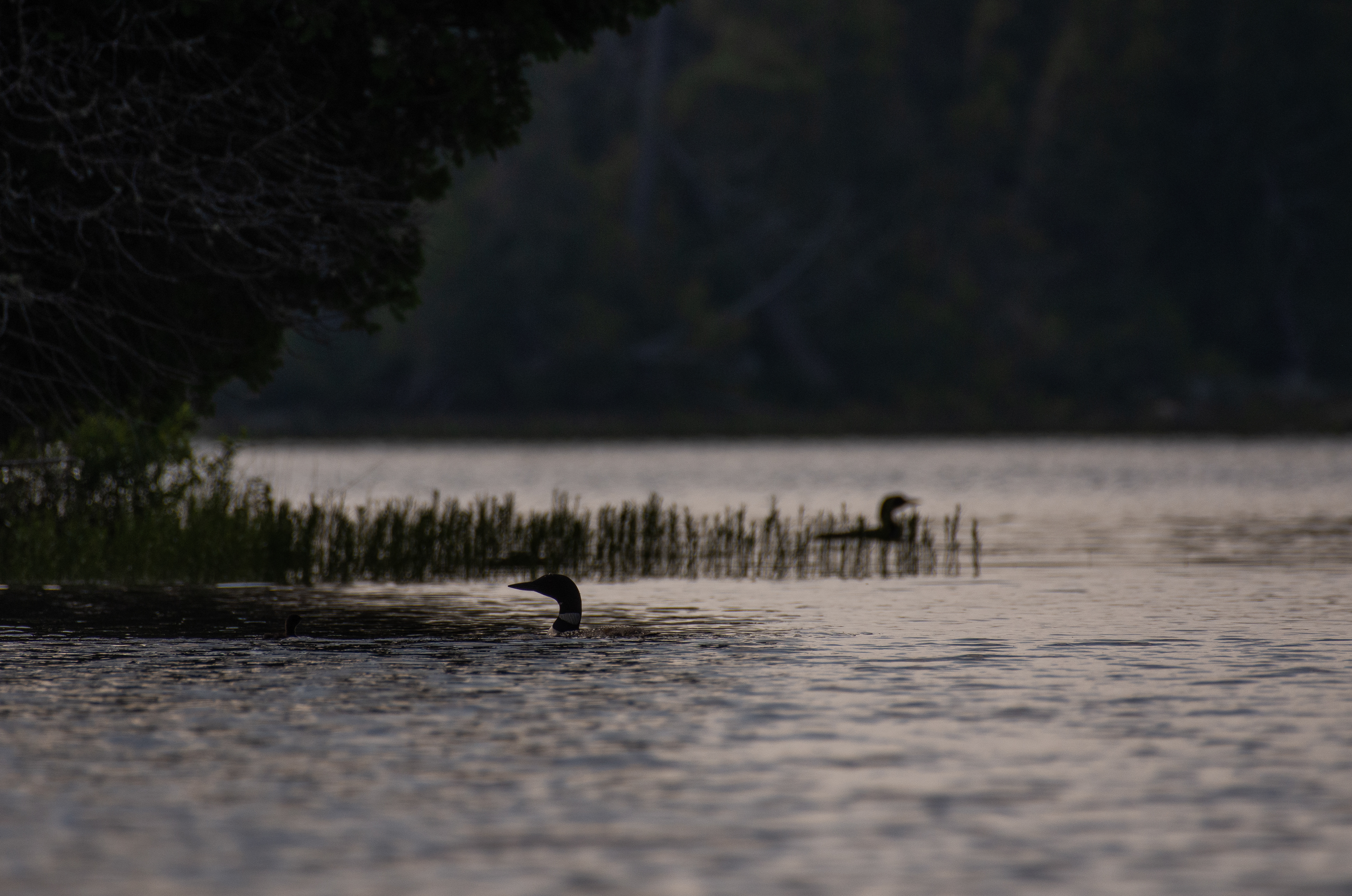 Loon.