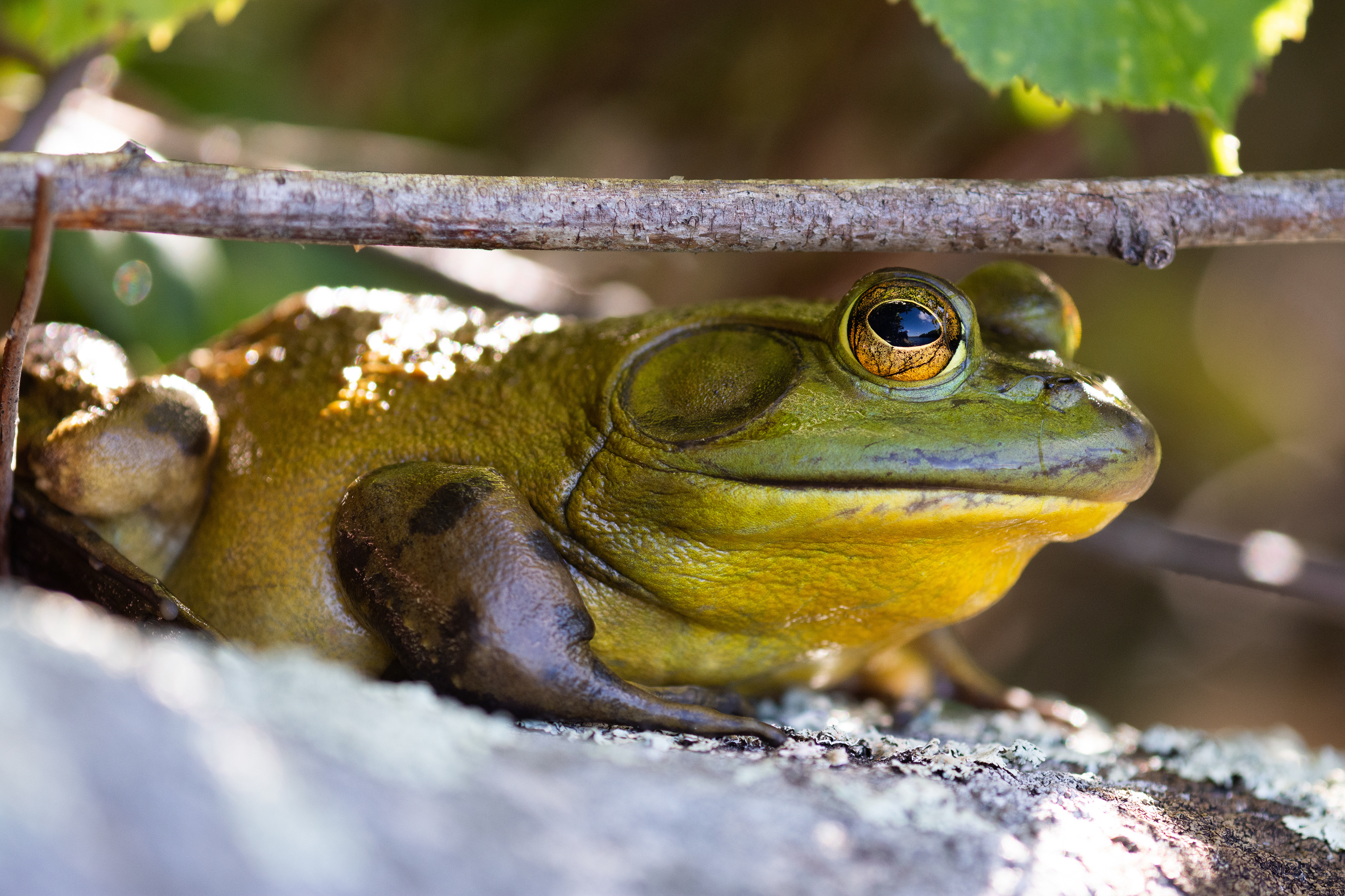 American bullfrog.