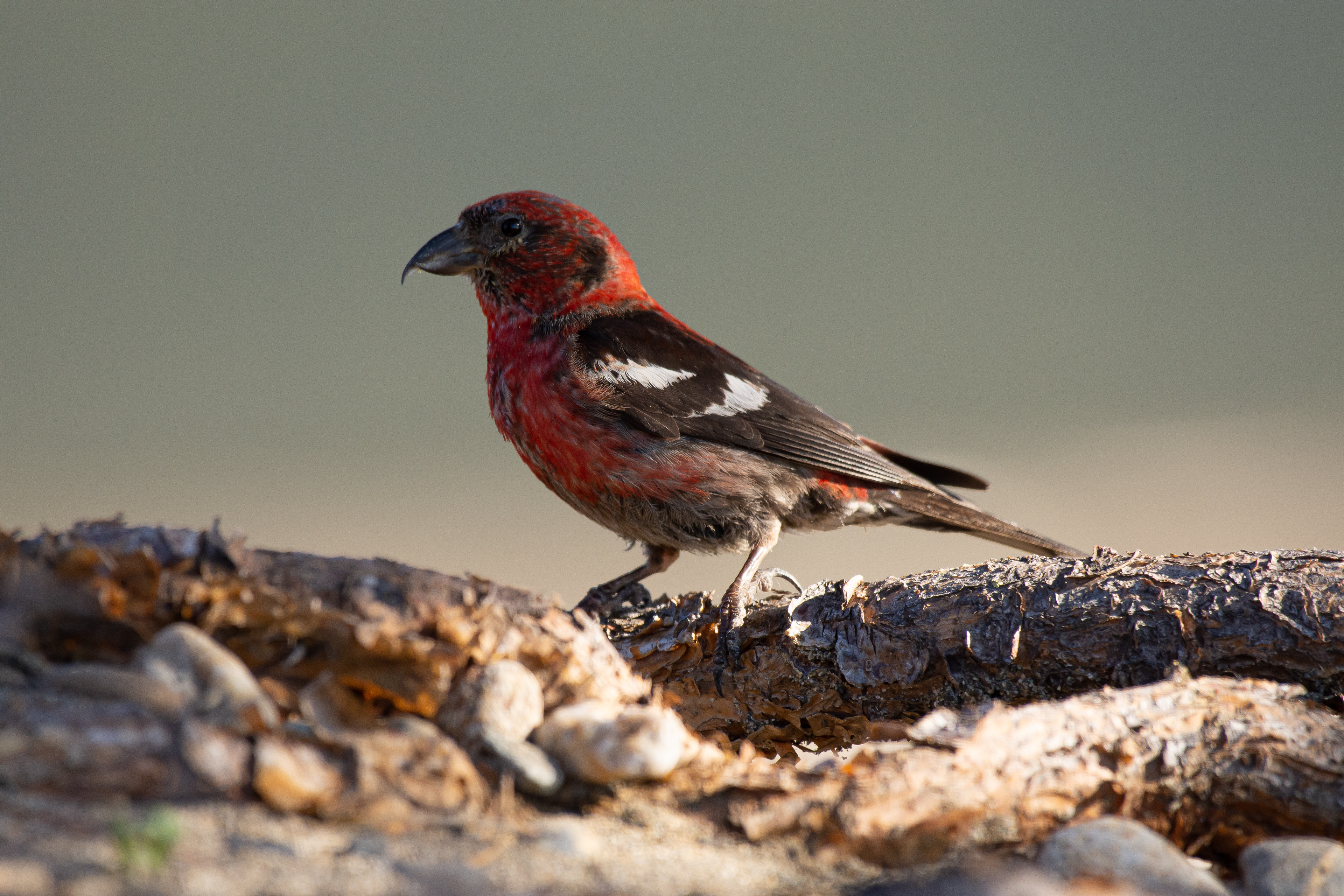 White-winged crossbill (male).
