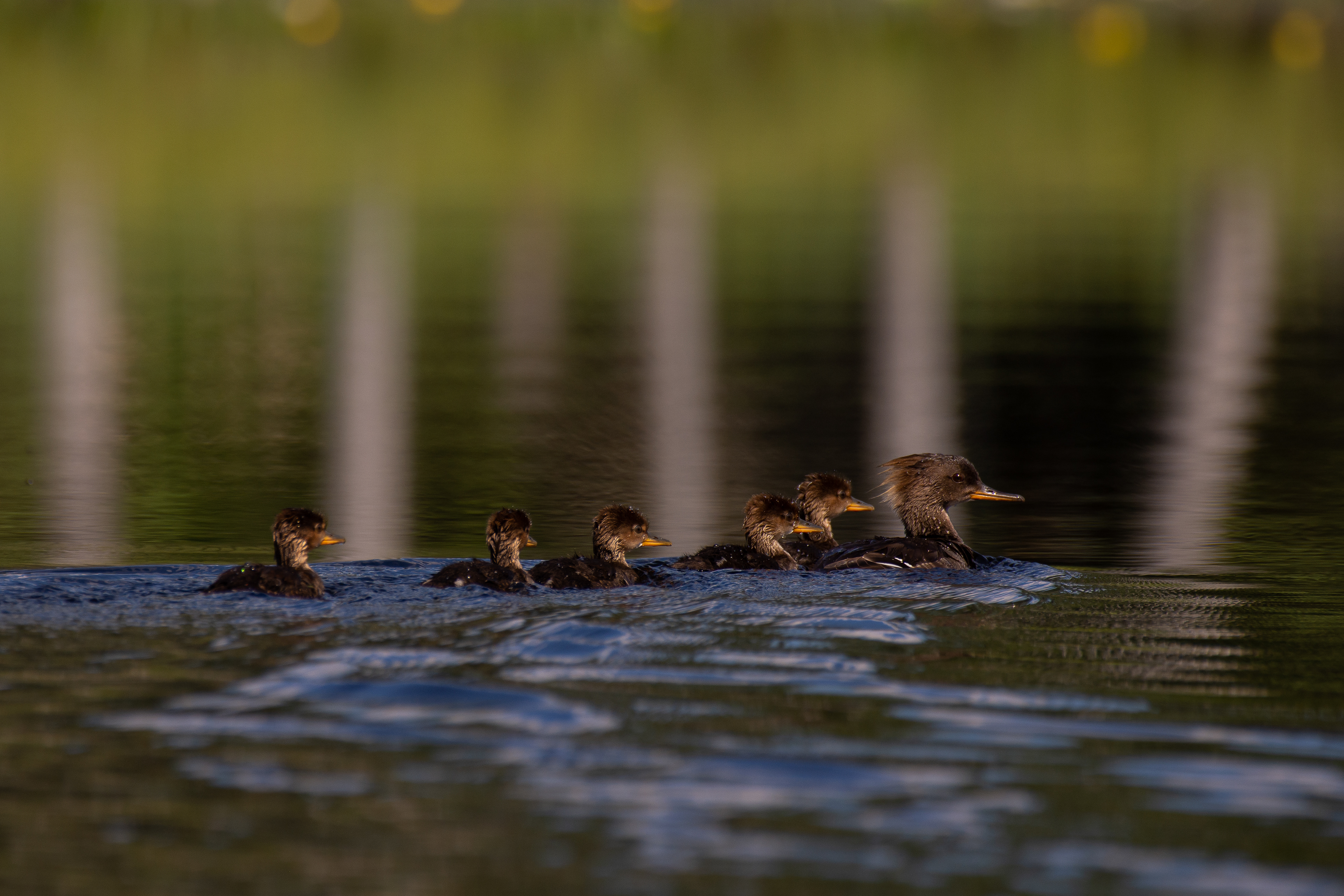 Hooded merganser (female and juveniles).