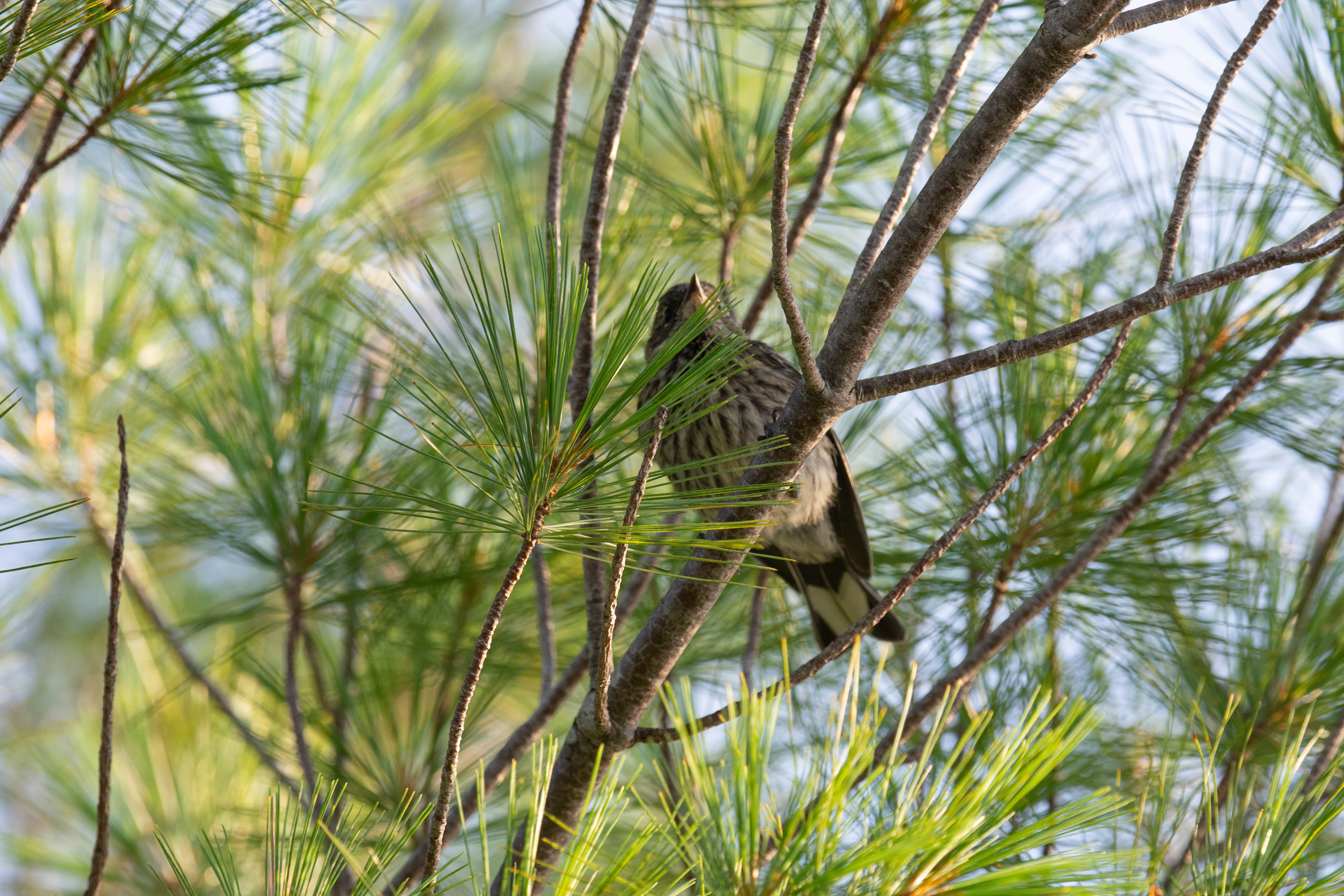 Pine siskin.