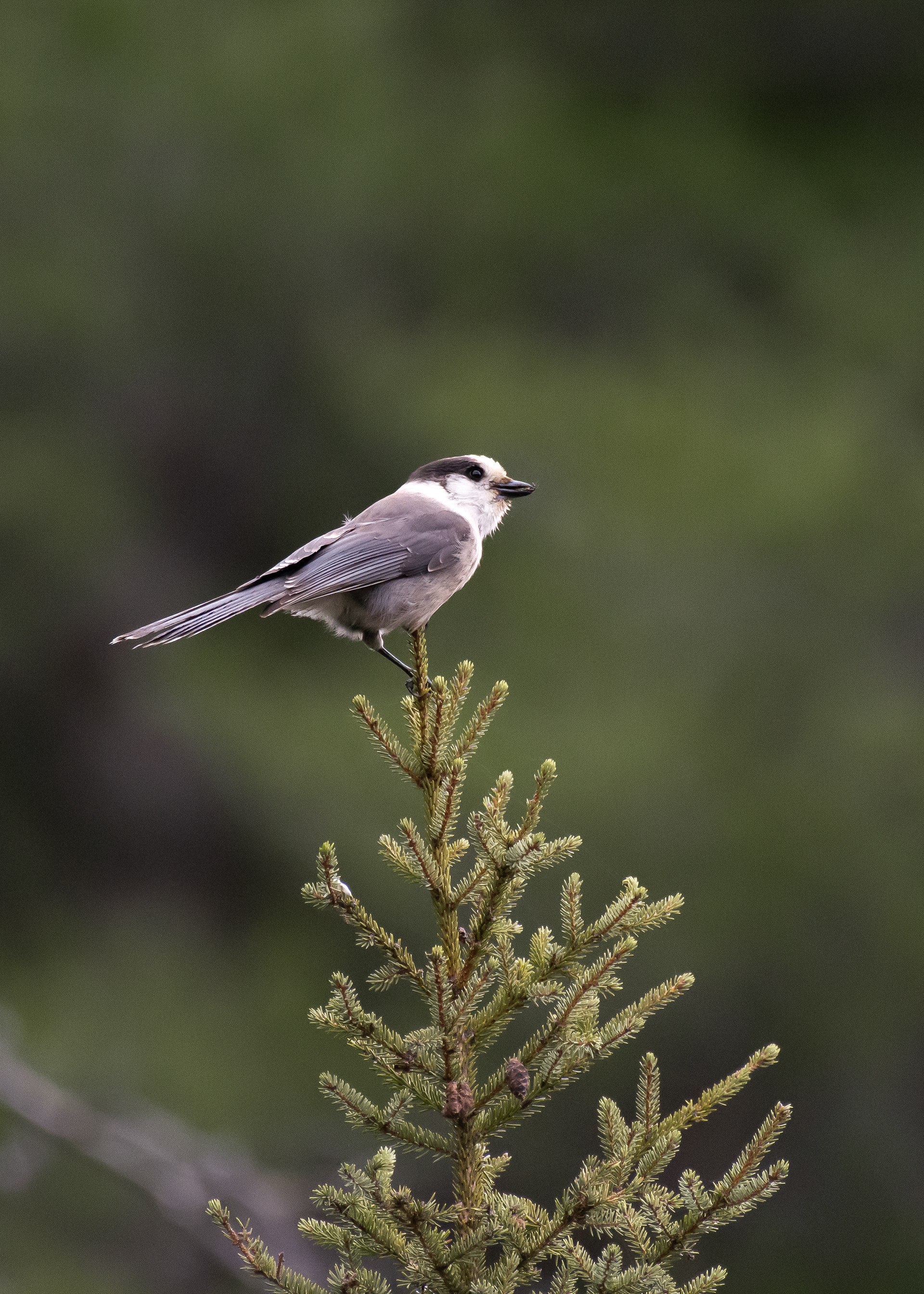 Canada Jay.