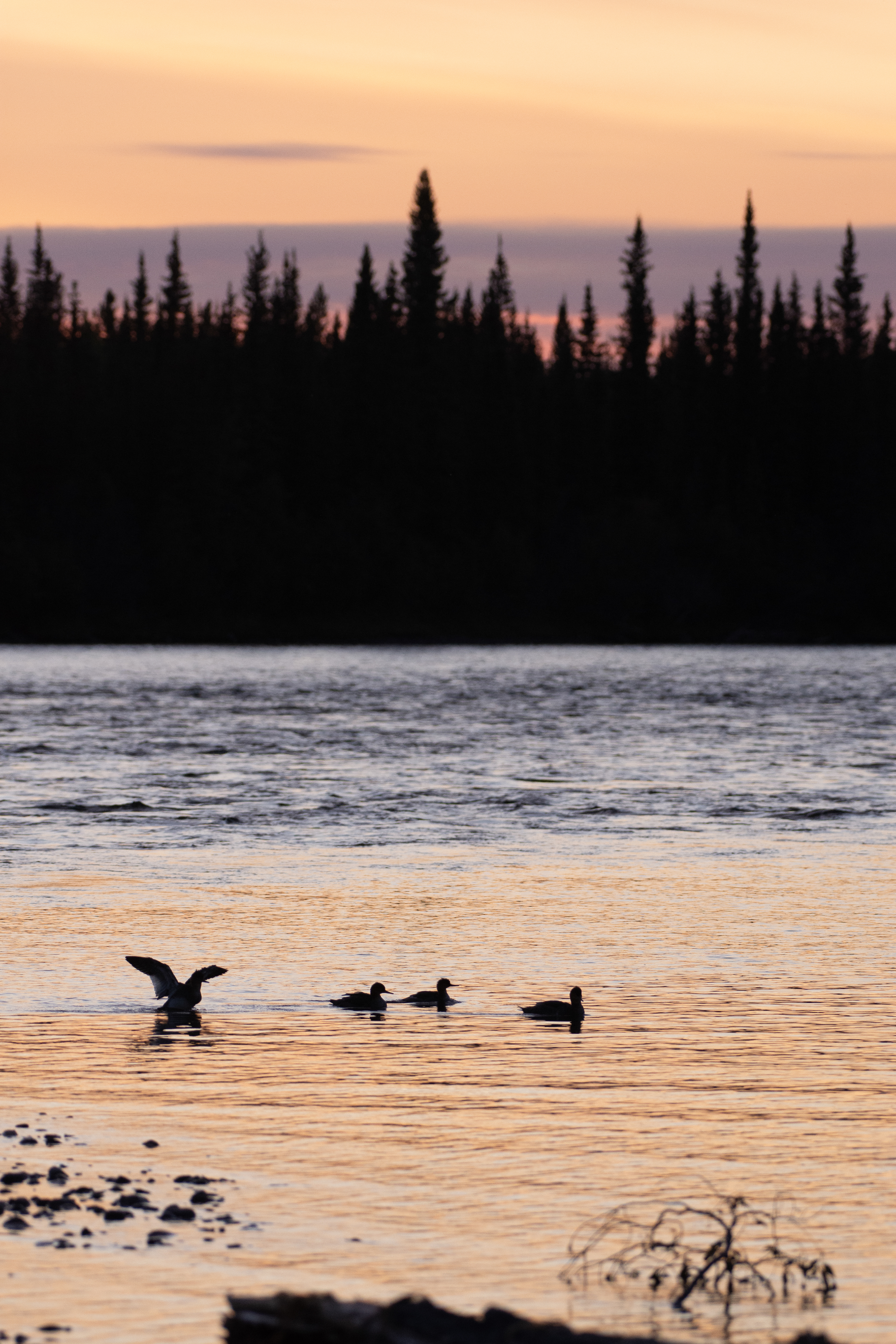 Red-breasted mergansers.