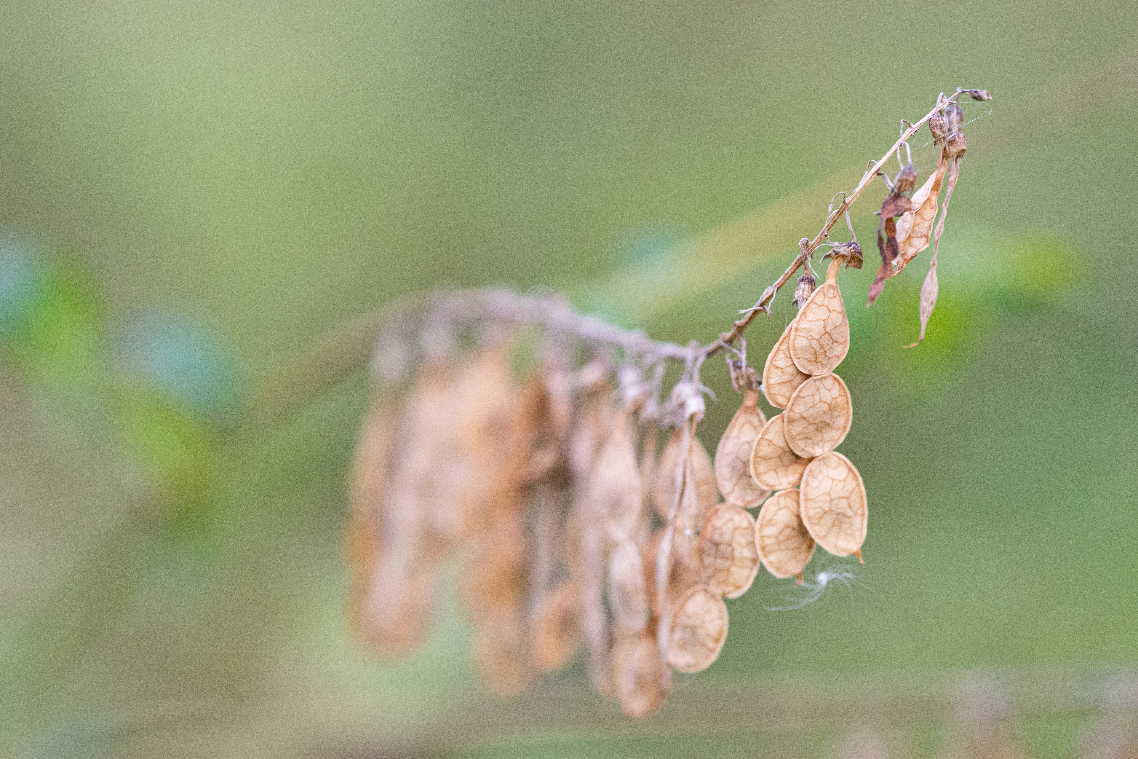Alpine sweet vetch.
