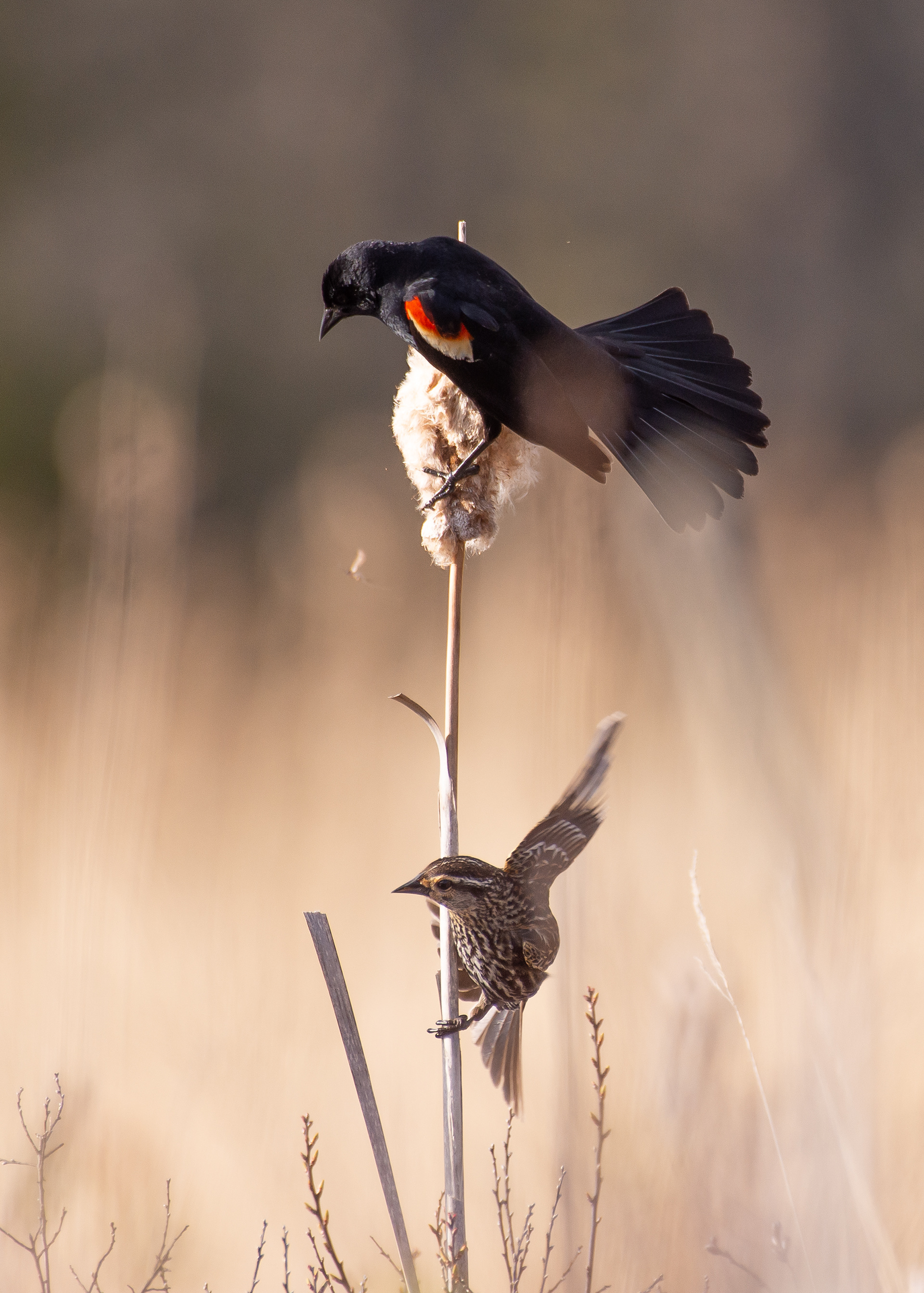 Red-winged blackbirds (top - male, bottom - female)