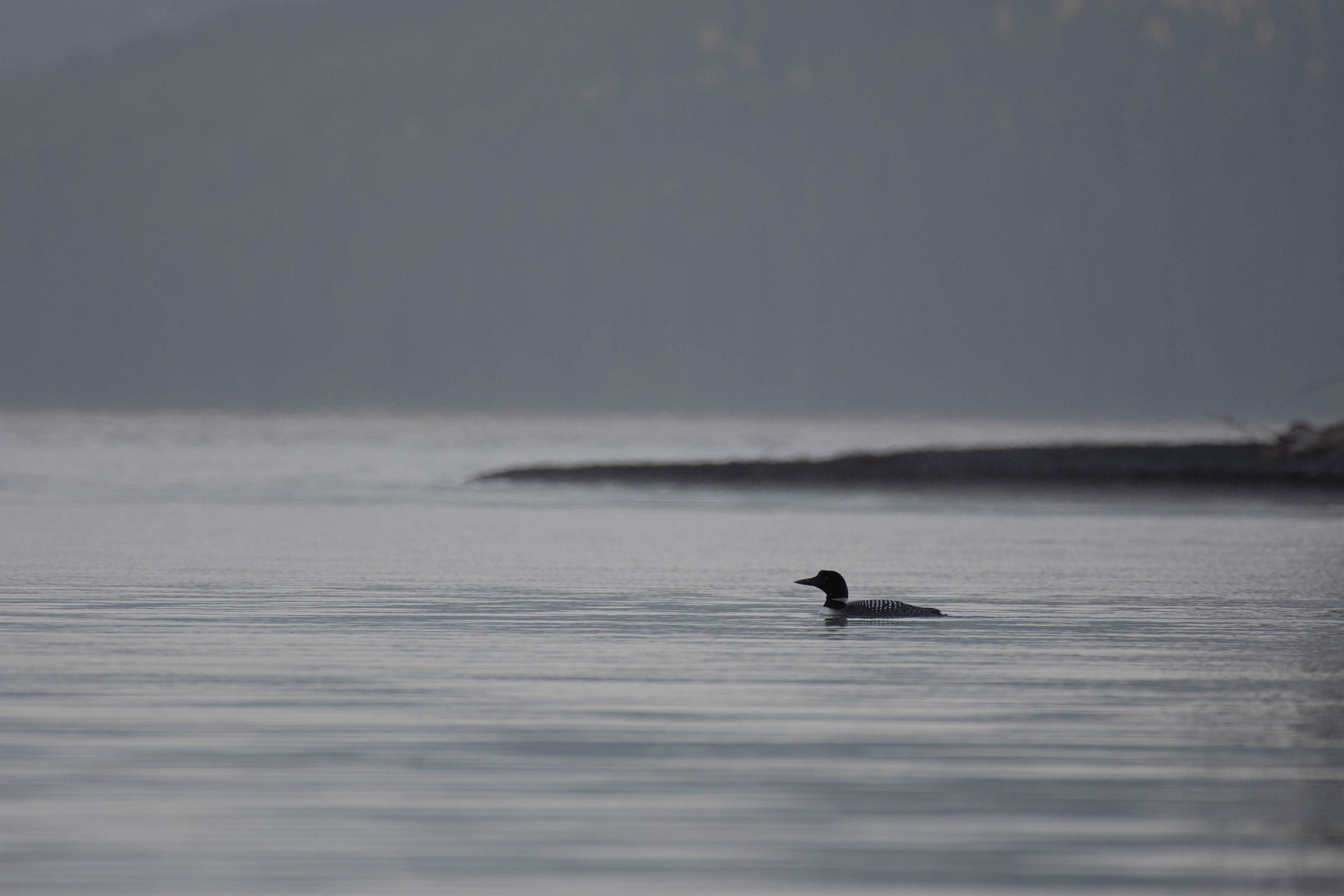 Common loon.
