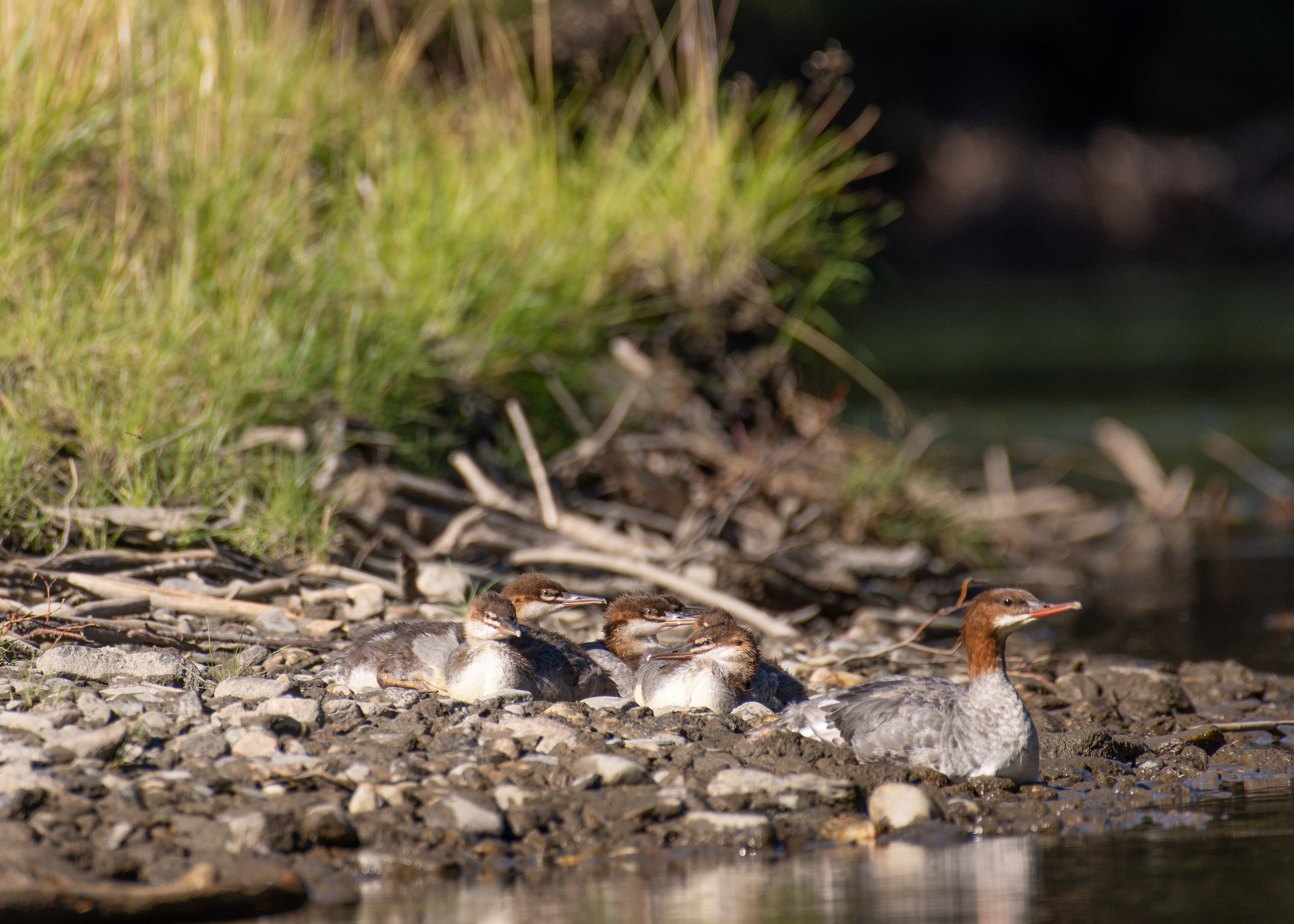 Red-breasted merganser (female/non-breeding male).
