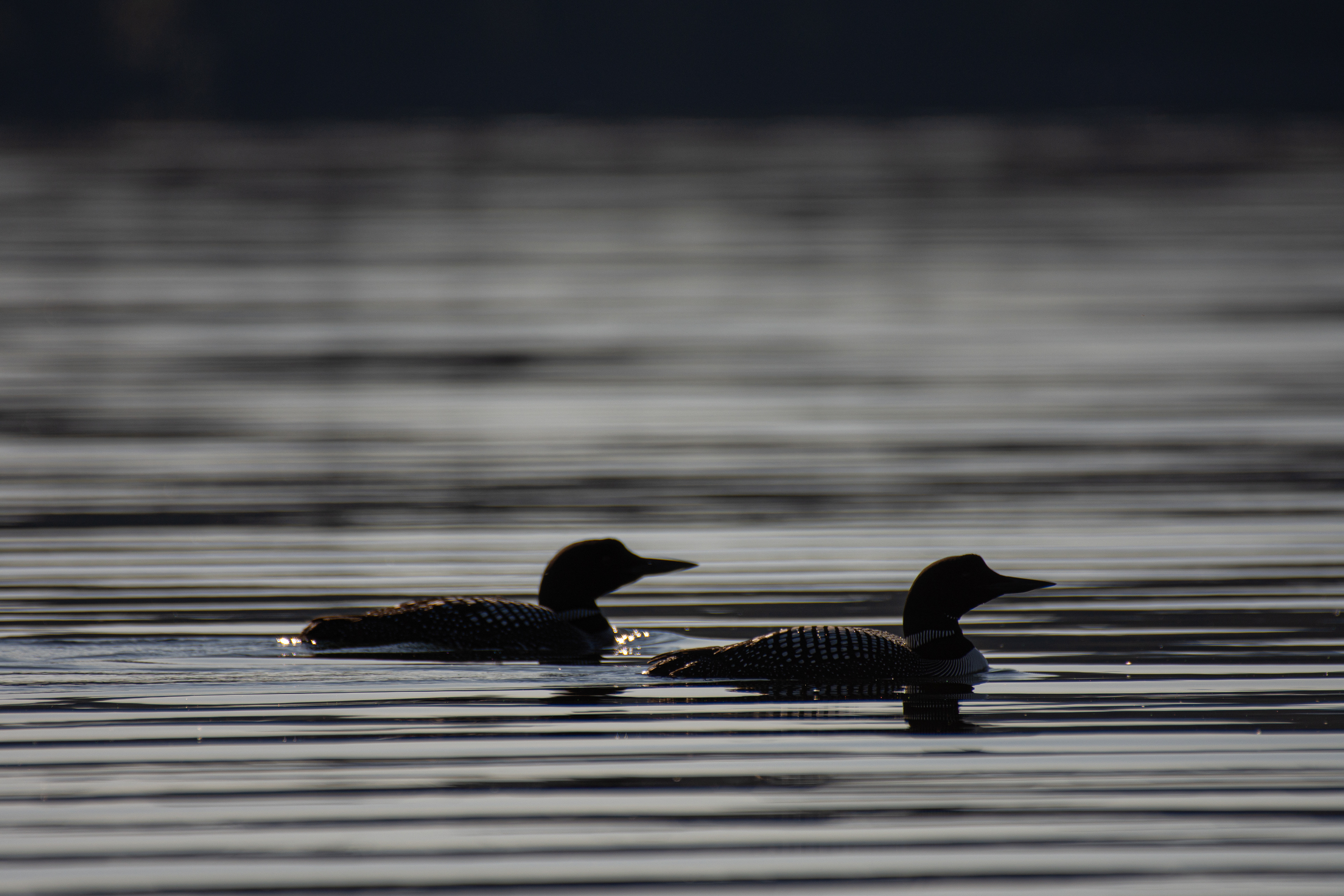 Common loon.