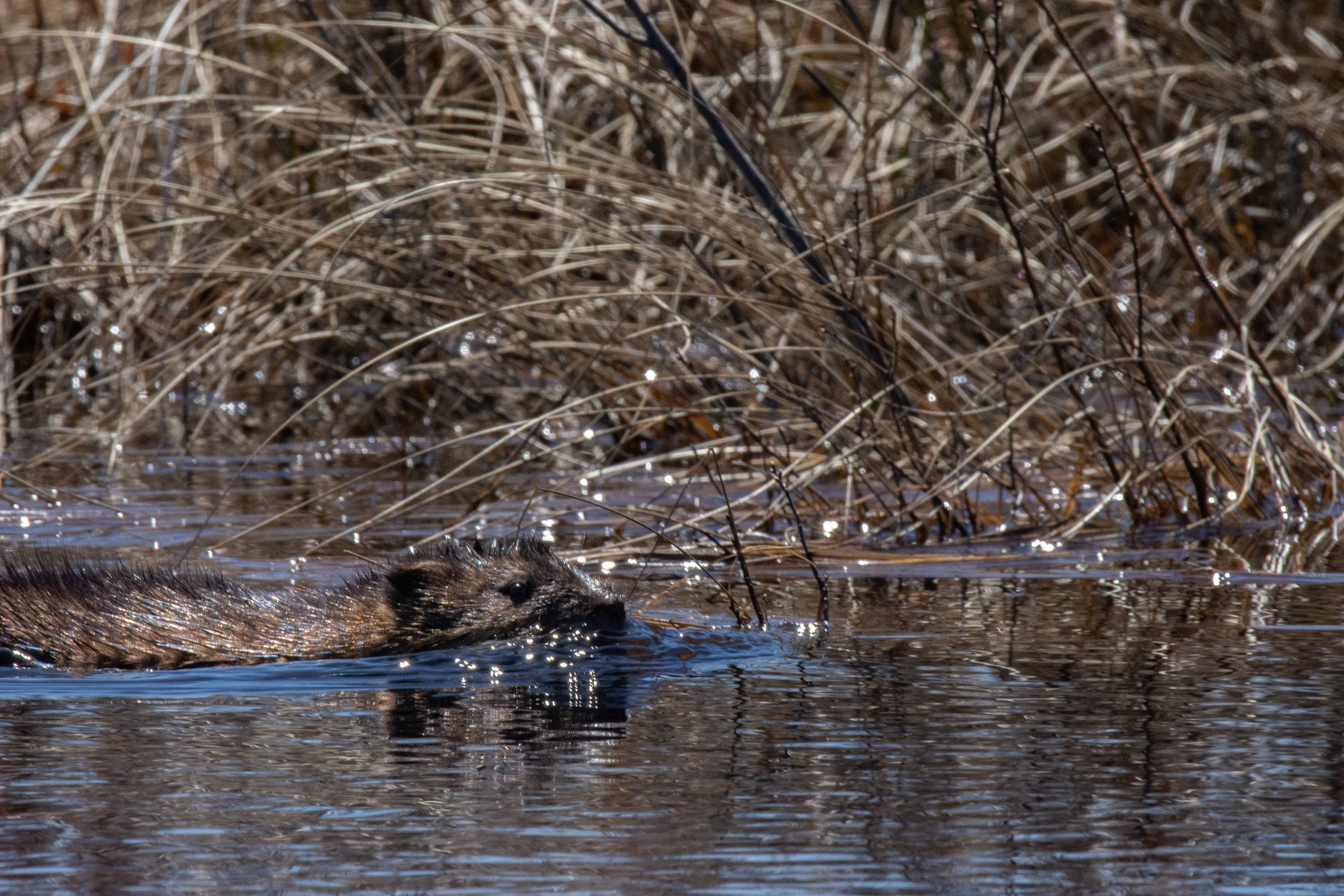 Muskrat.