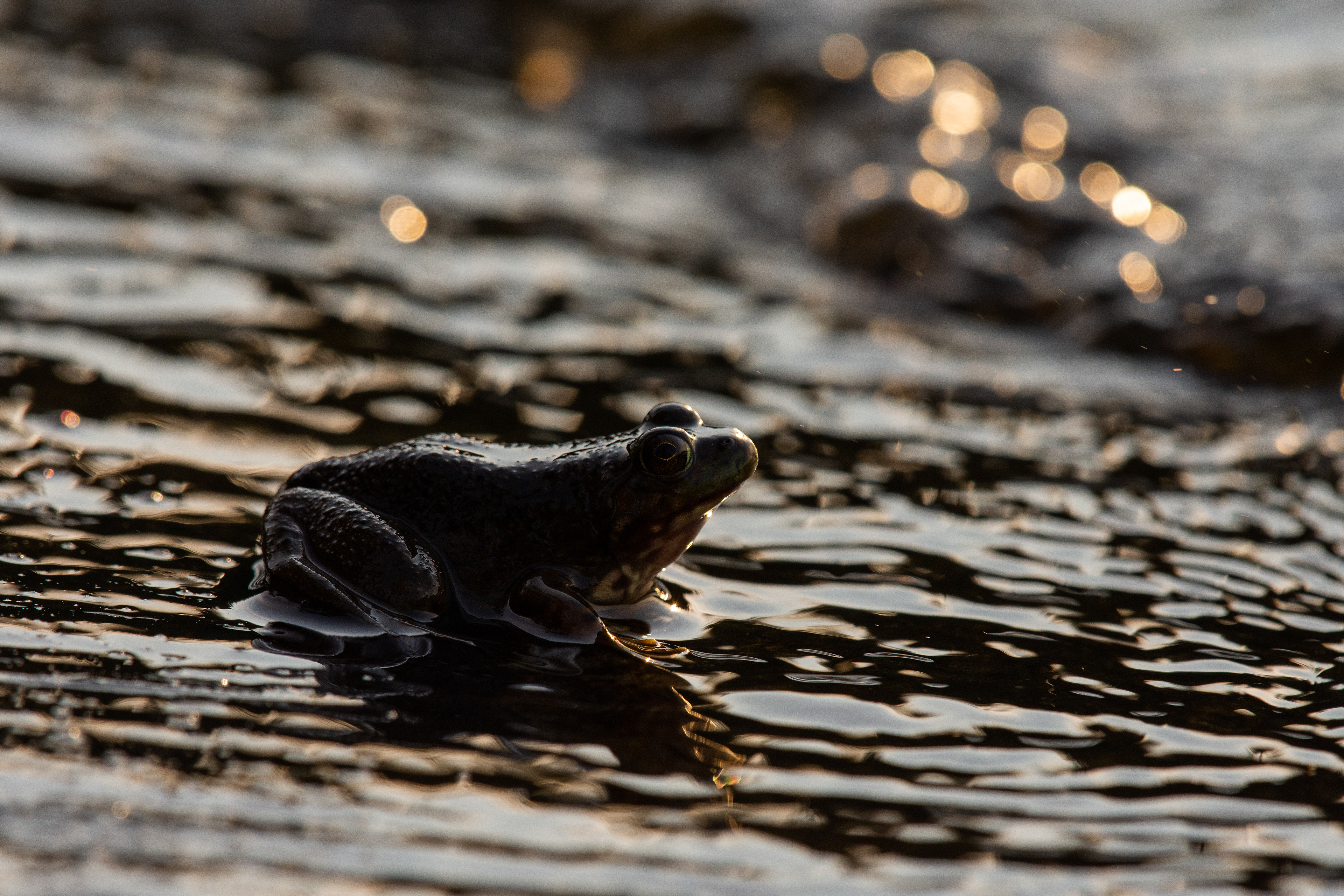 American bullfrog.
