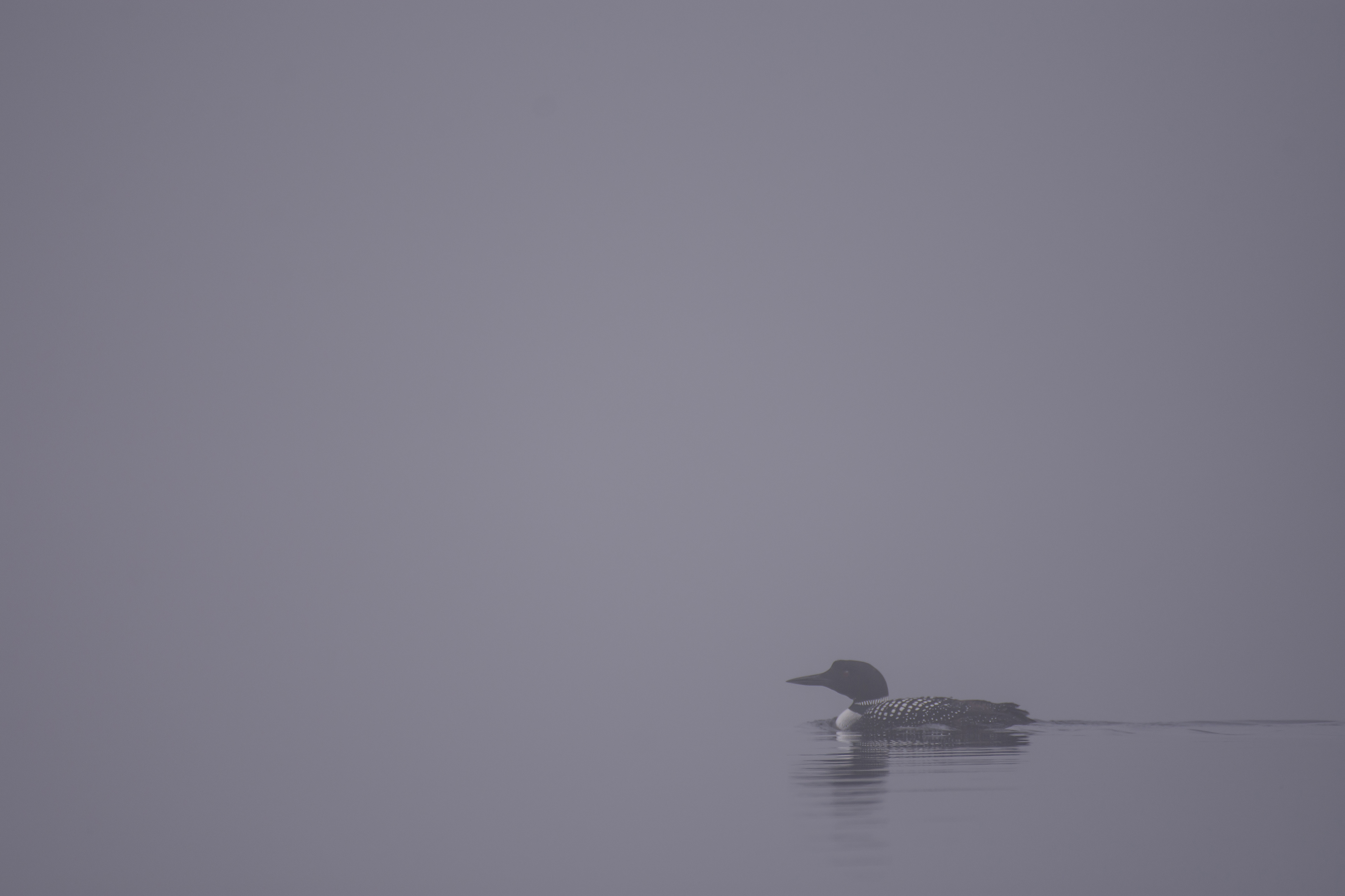 Common loon.