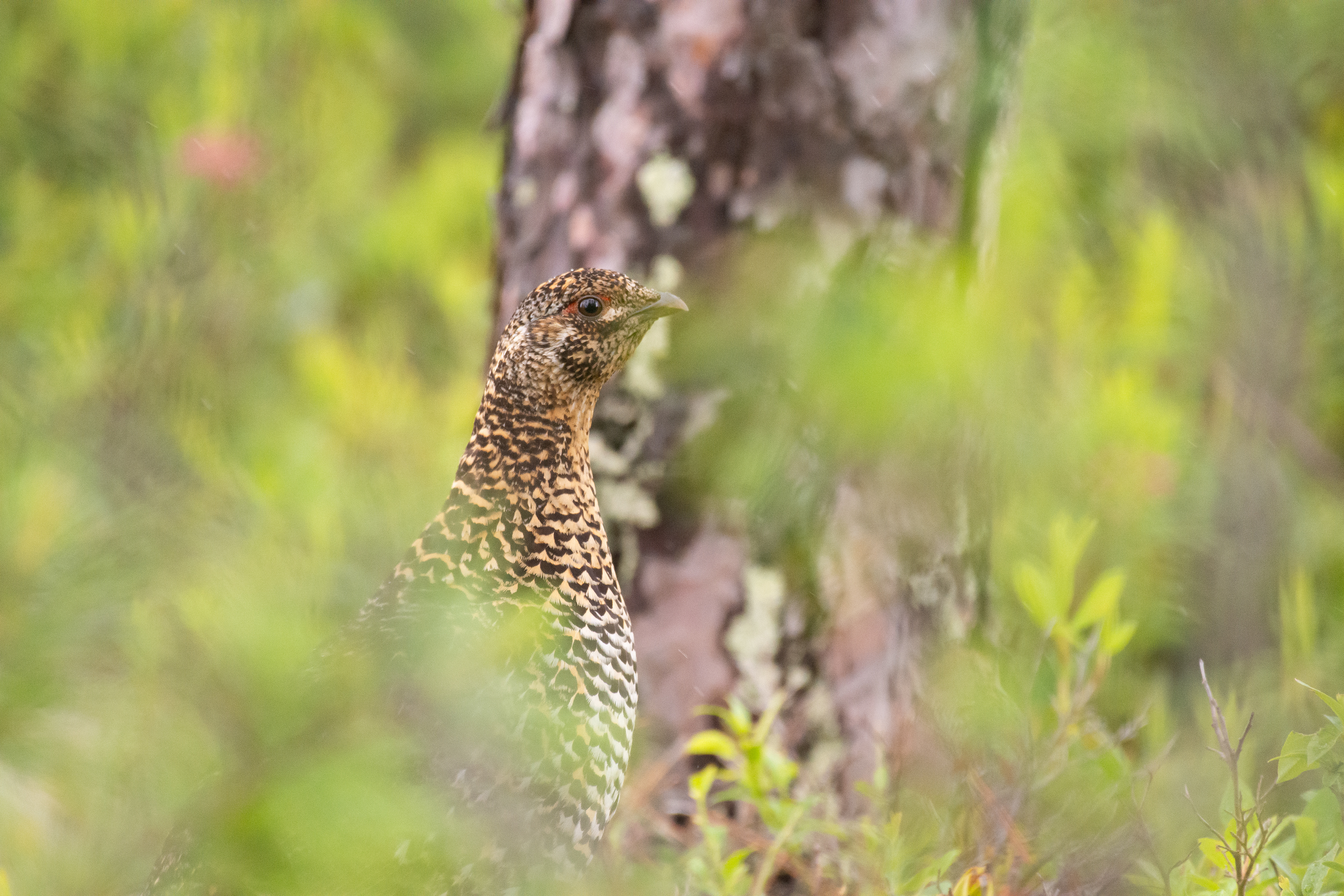 Spruce grouse (female).