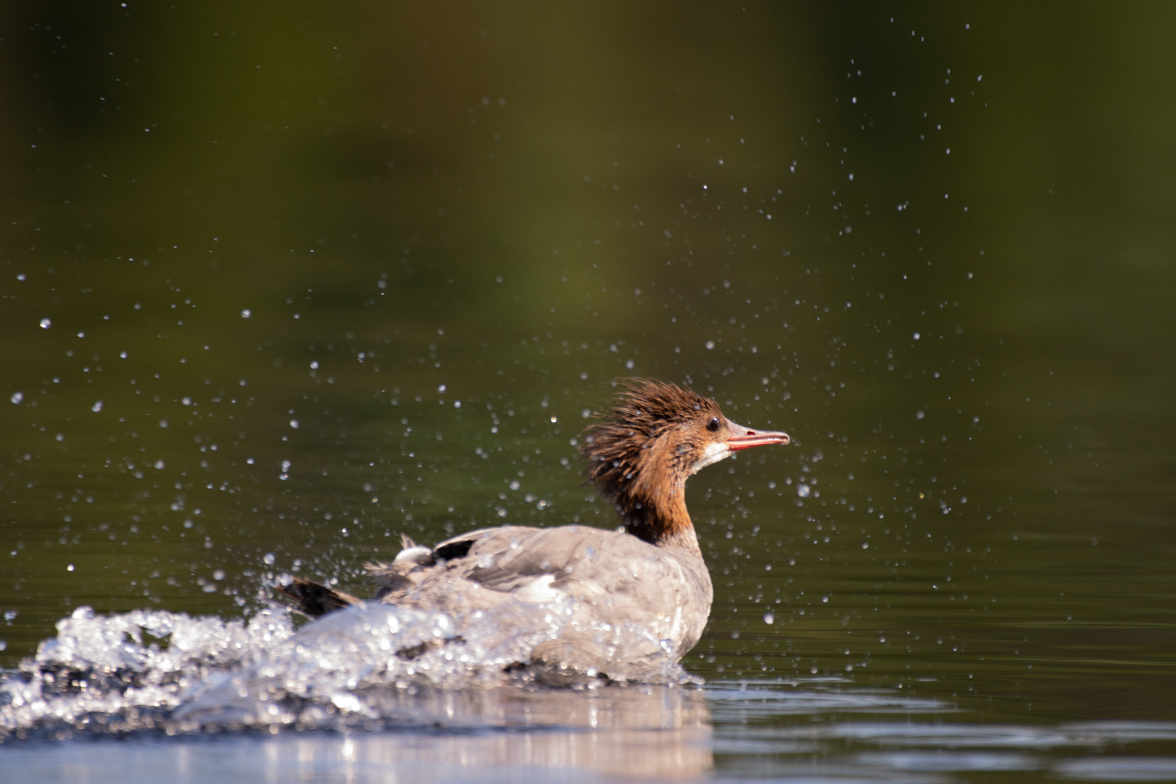Common merganser (female).