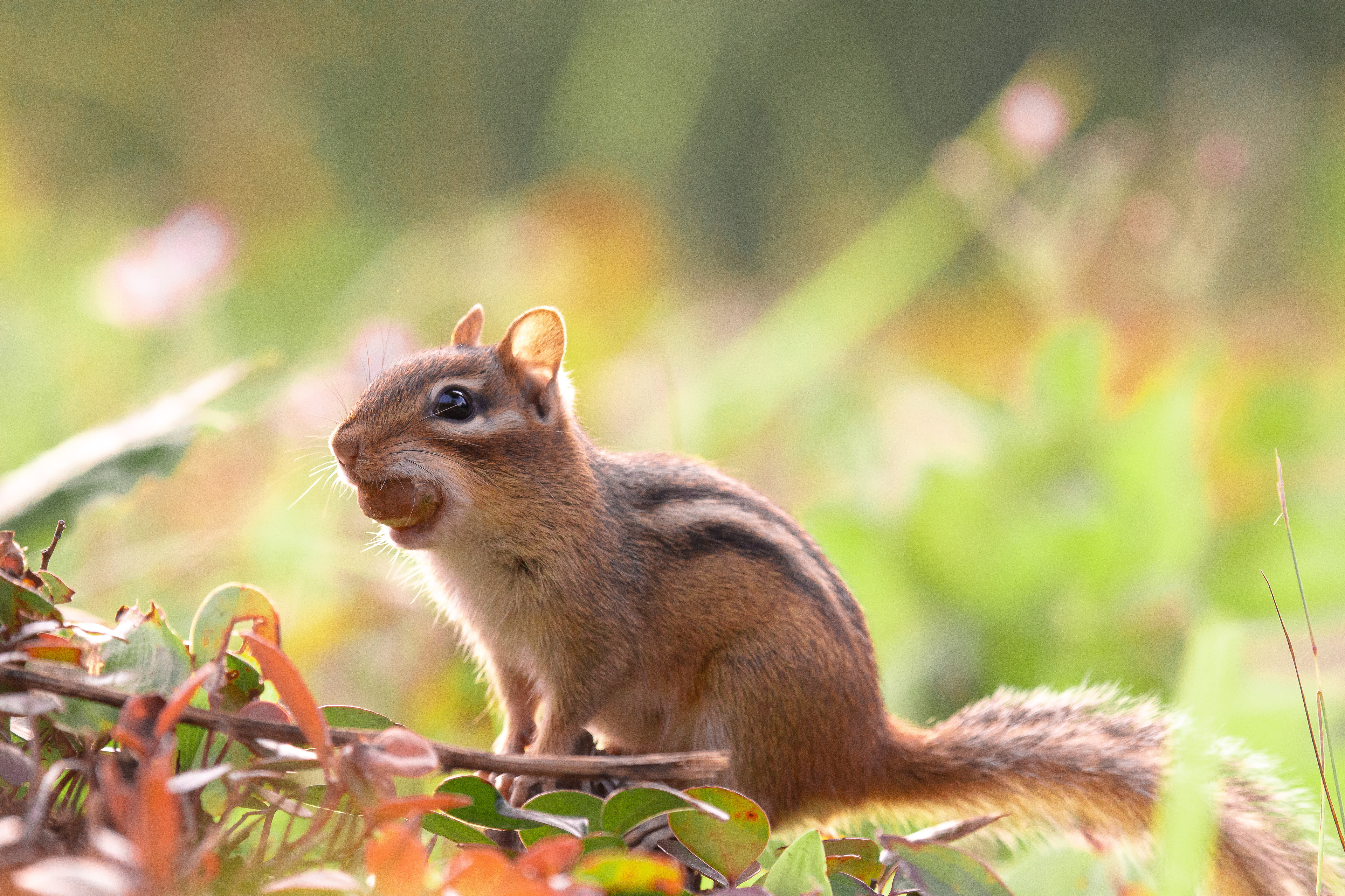 Eastern chipmunk.