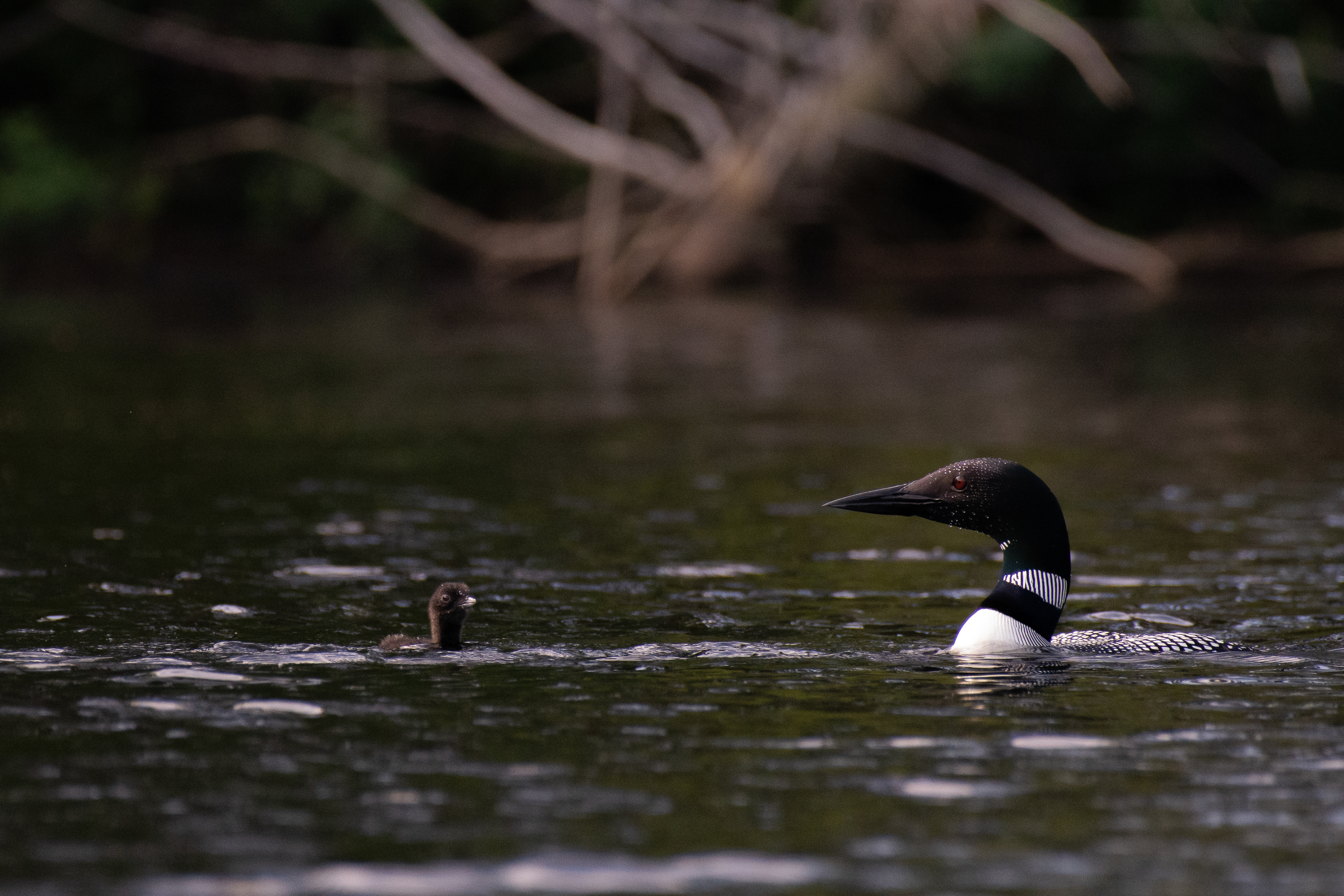 Loon (mature and juvenile).