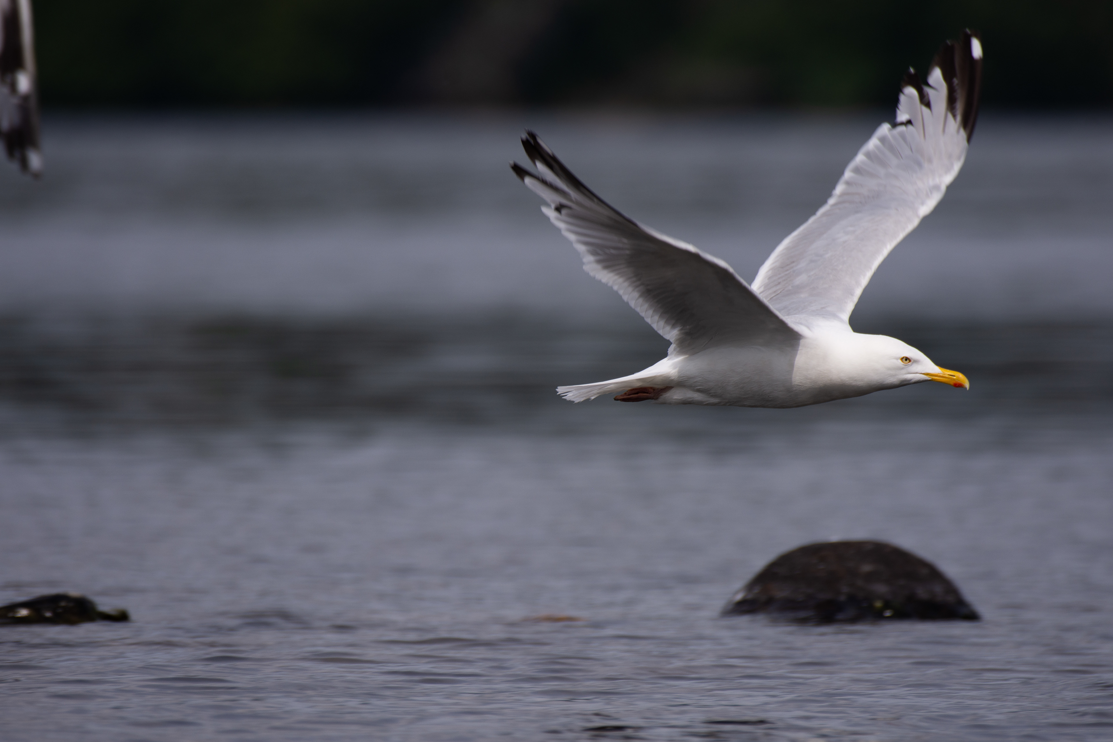 American herring gull.