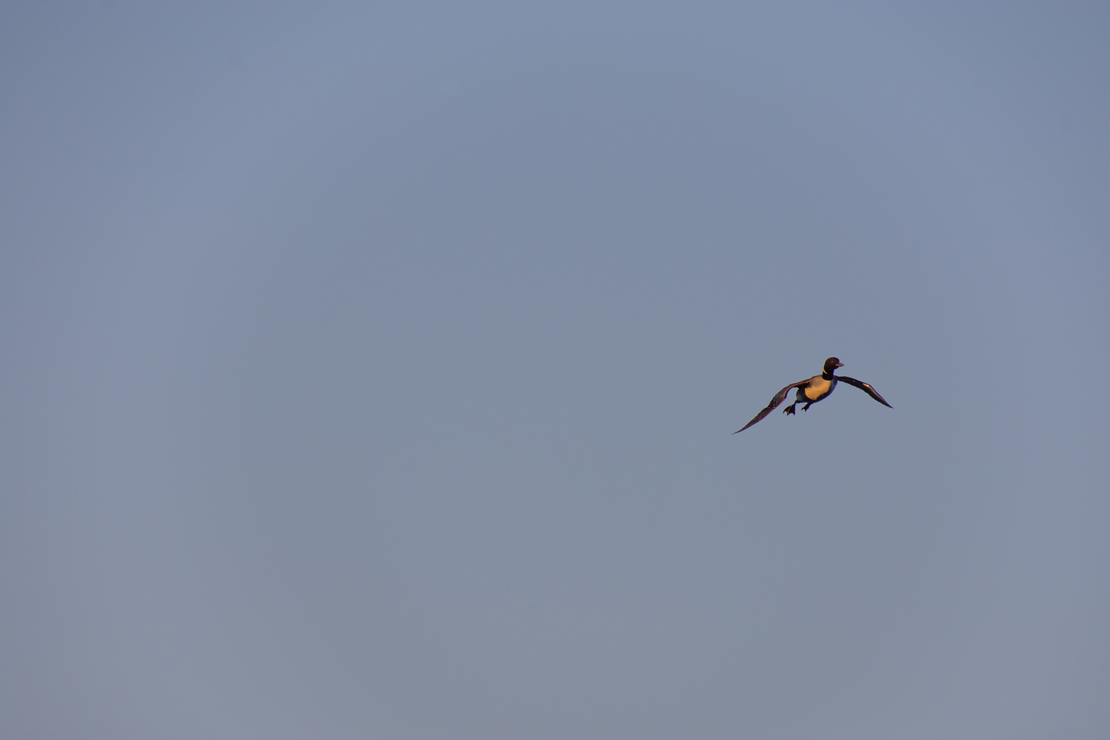 Loon.