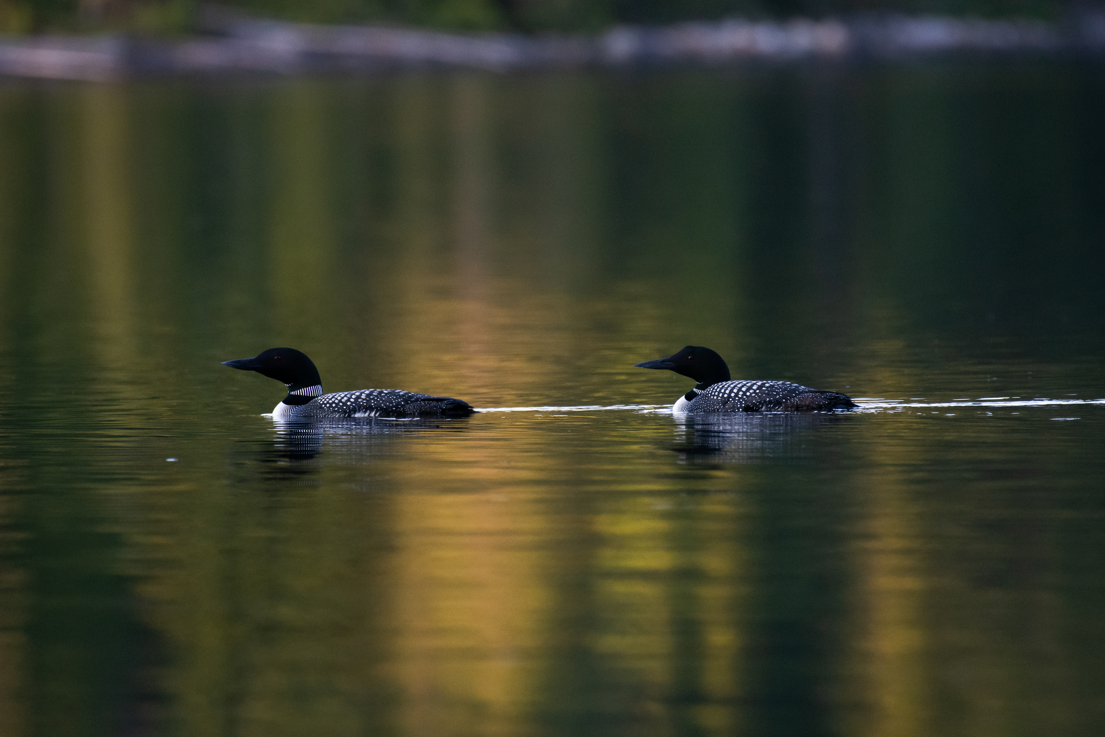 Loons.