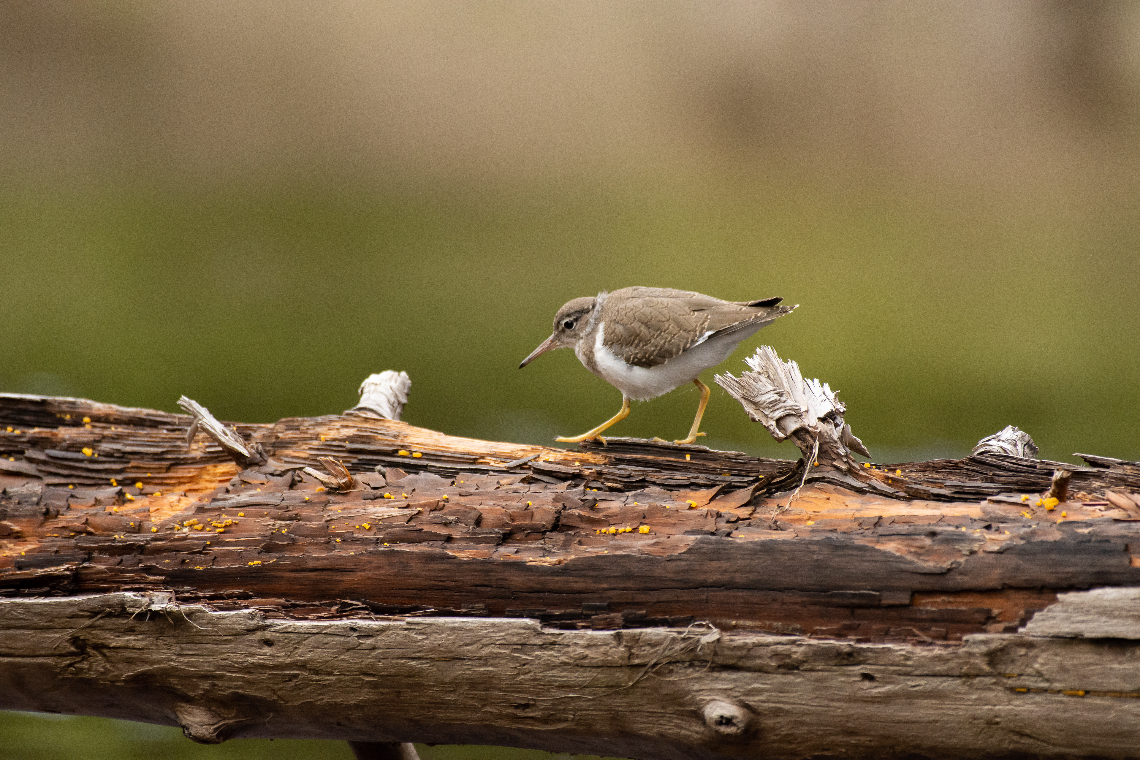 Common sandpiper.