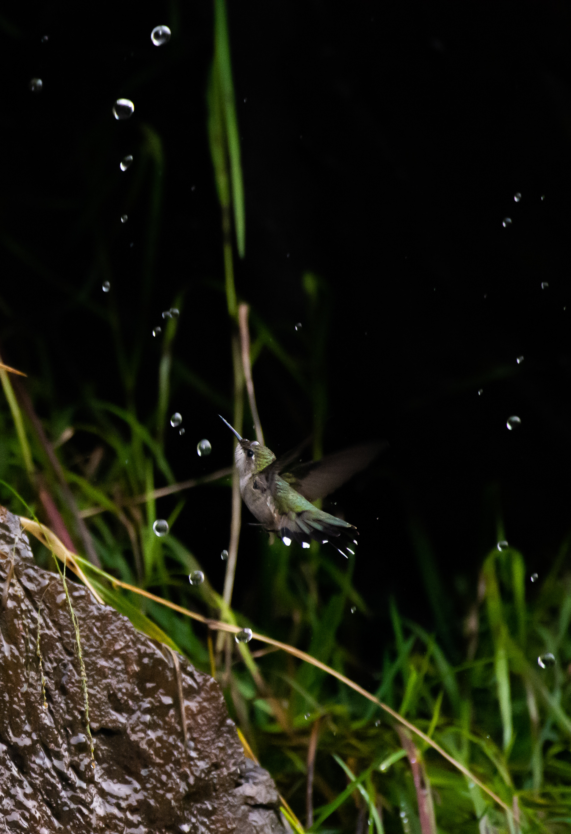 Ruby-throated hummingbird.