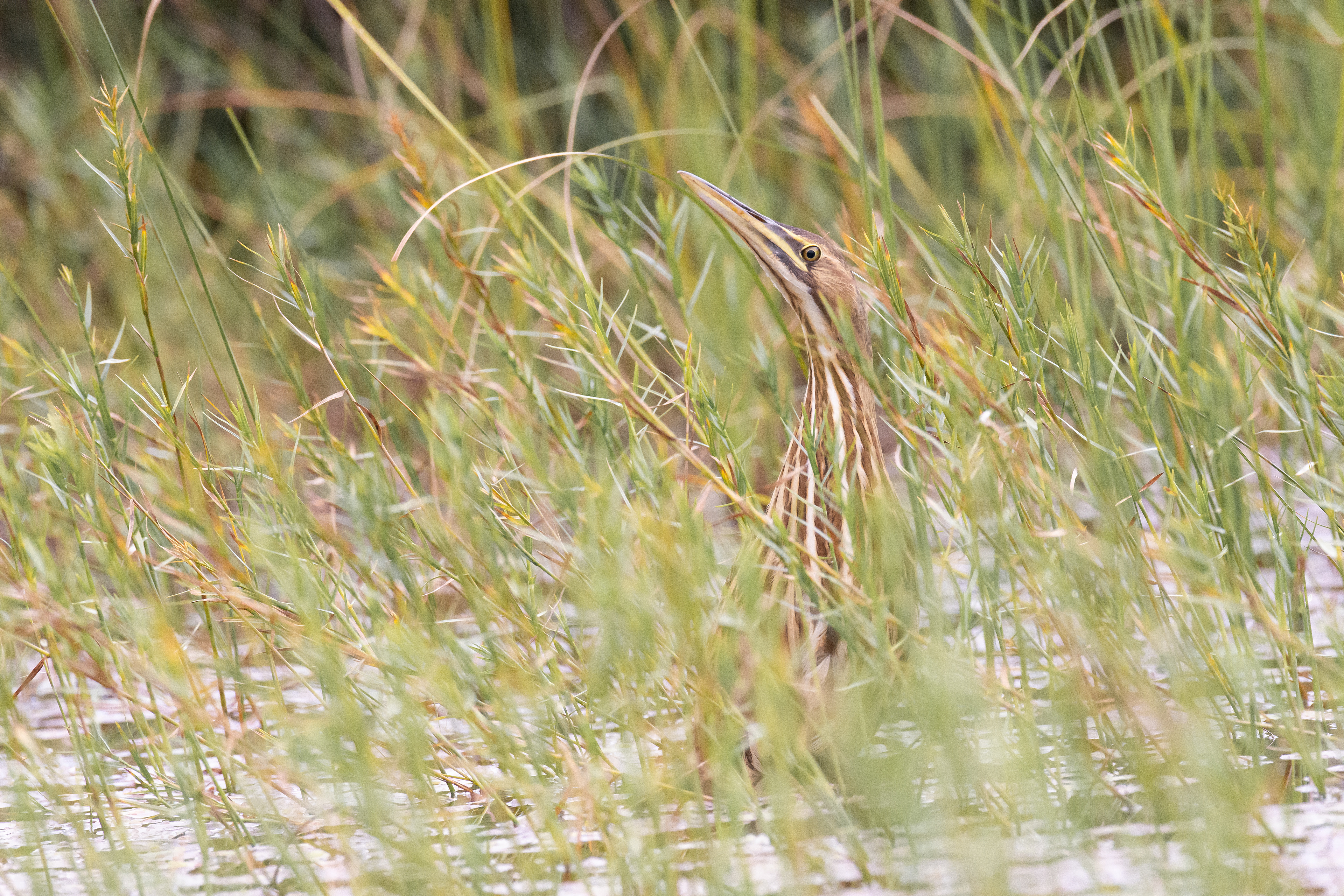 American bittern.