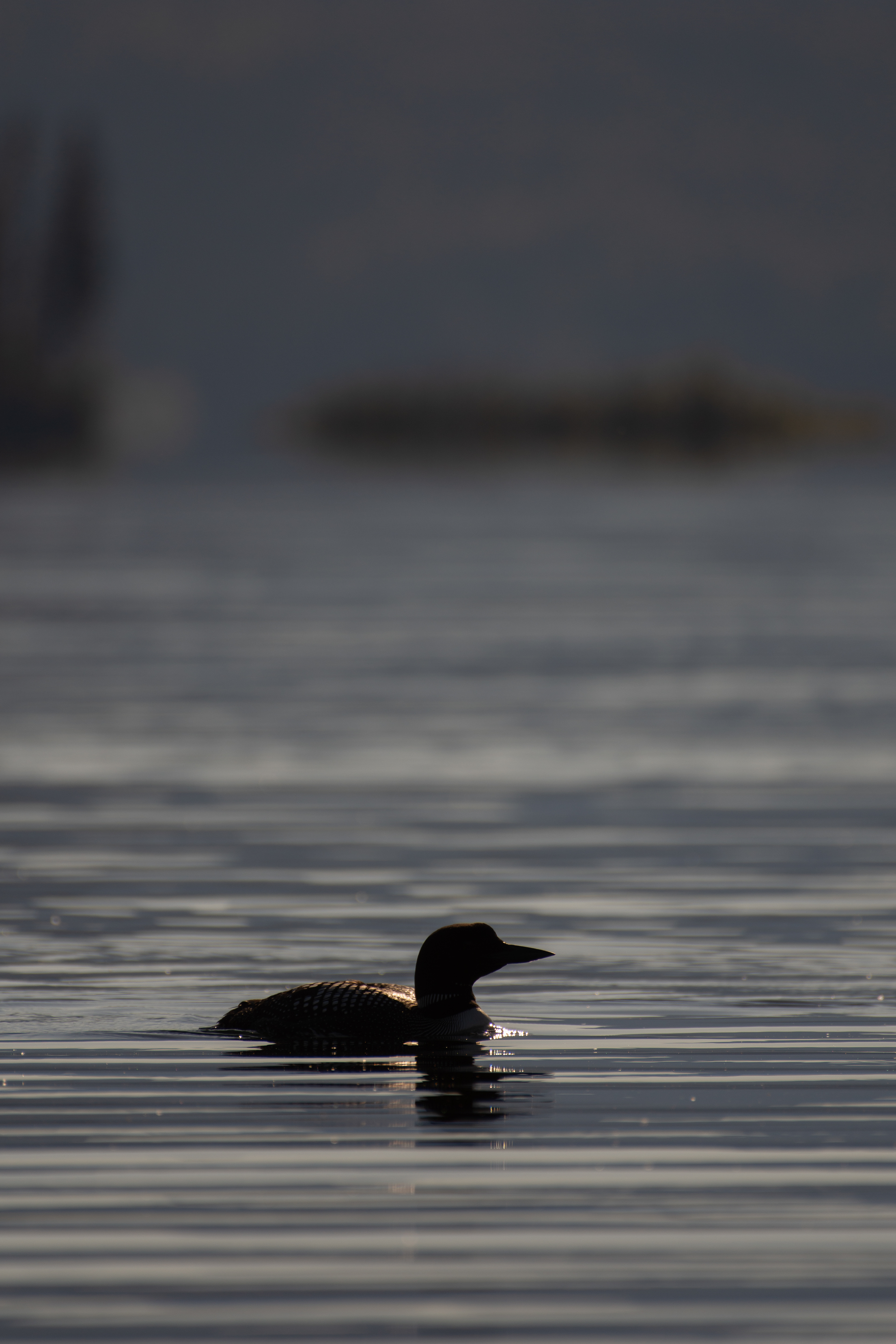 Common loon.