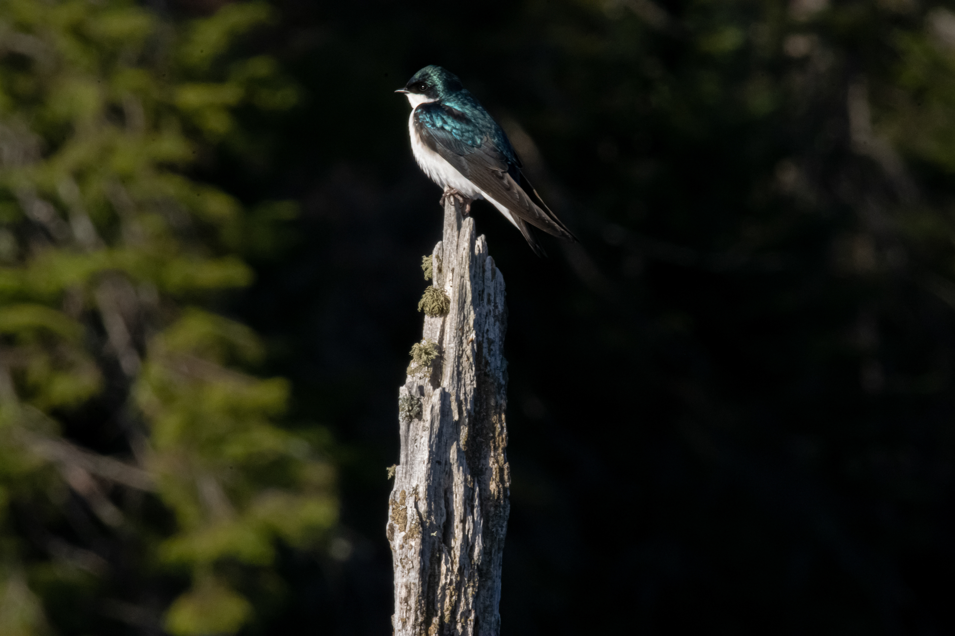 Tree swallow.