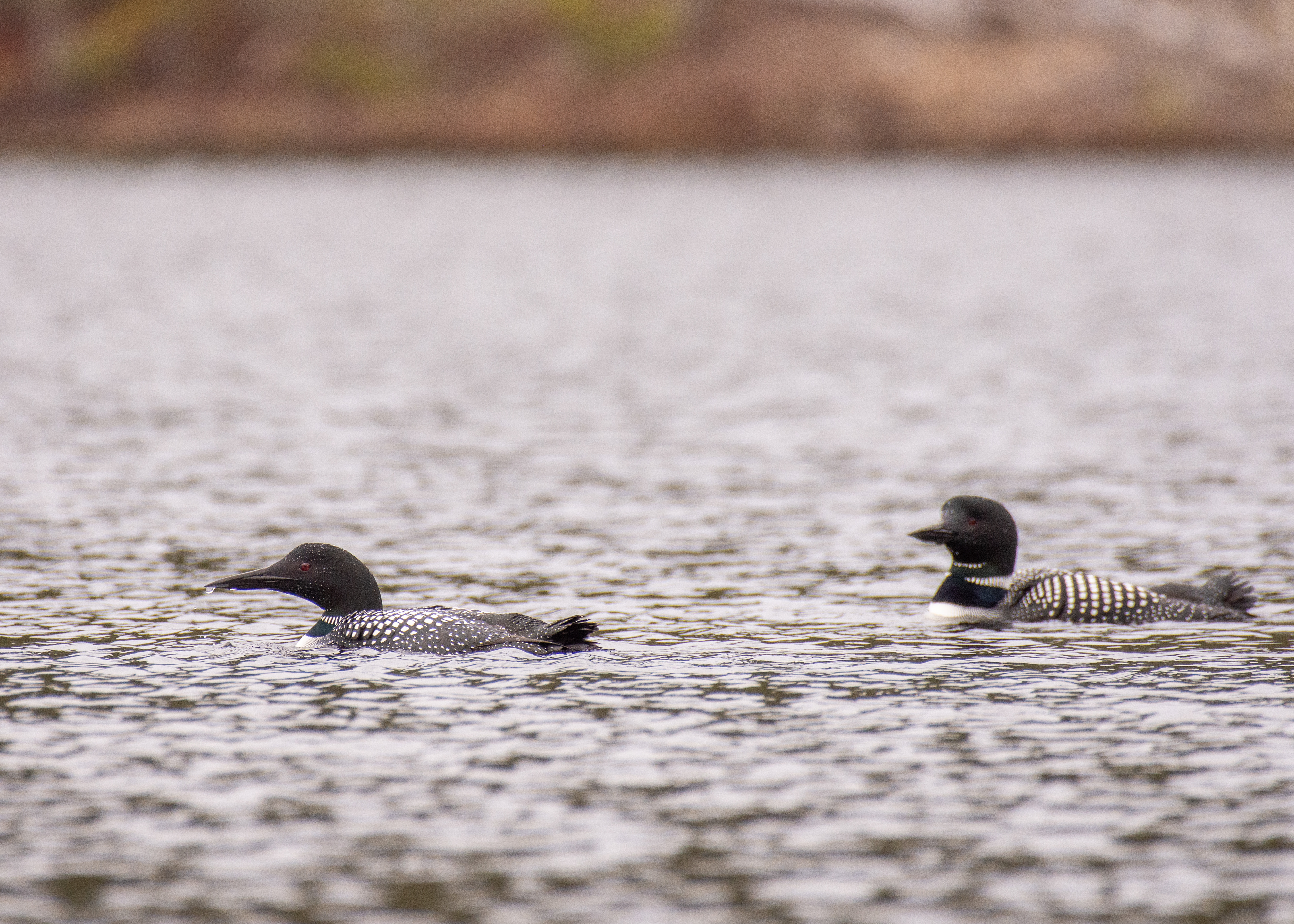 Loons.